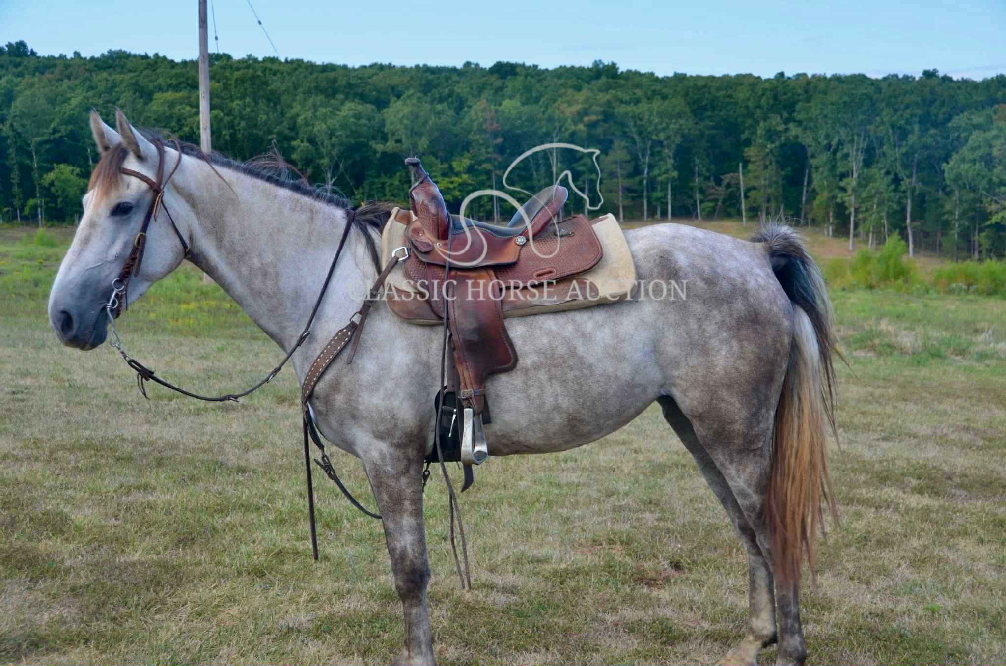 Whistlin' Miss Dixie "CLOUDY" - Image 13