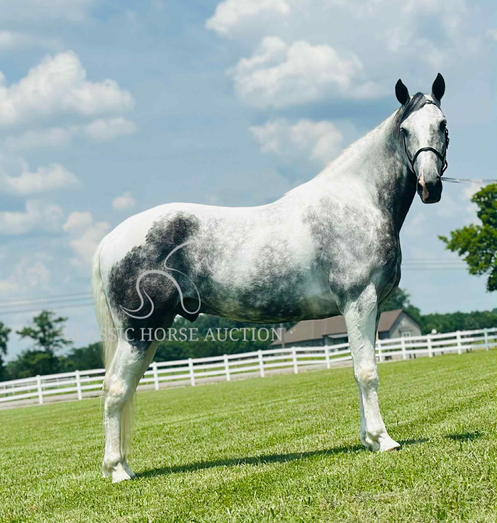 SILVER'S OUTLAW ACE - Image 6