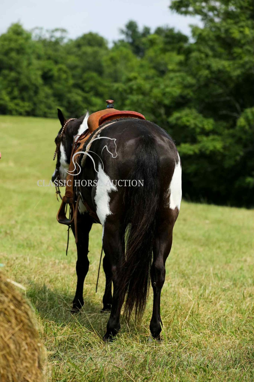MAXIMUS - Image 2