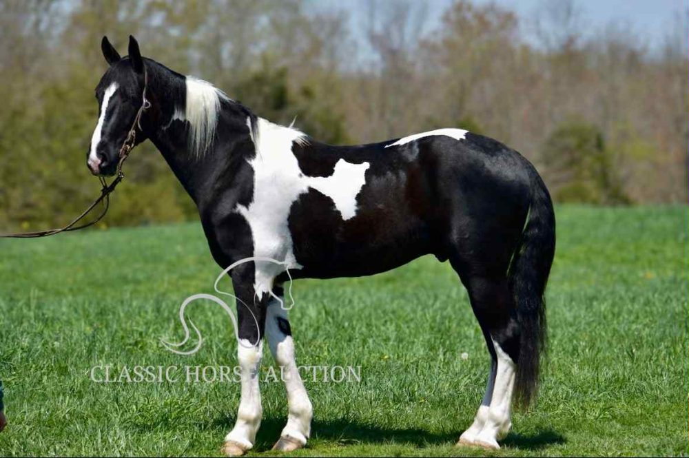 HILLSIDE DELTA ANNIE