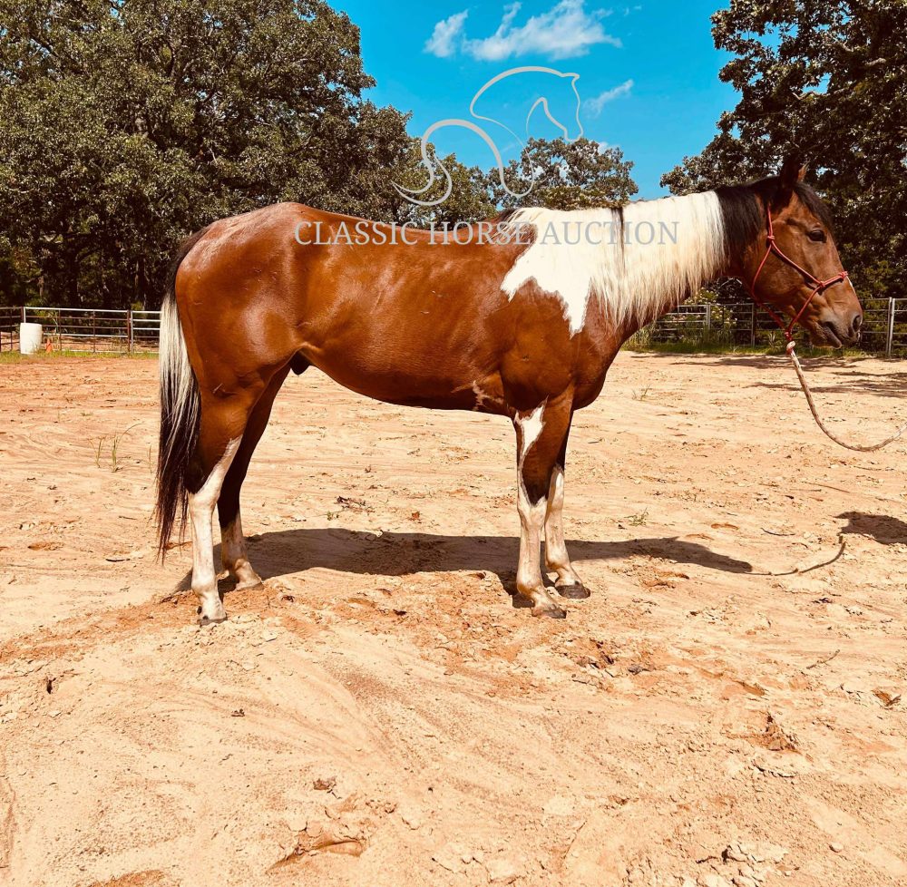 ECHO  *NEW PICS ADDED*