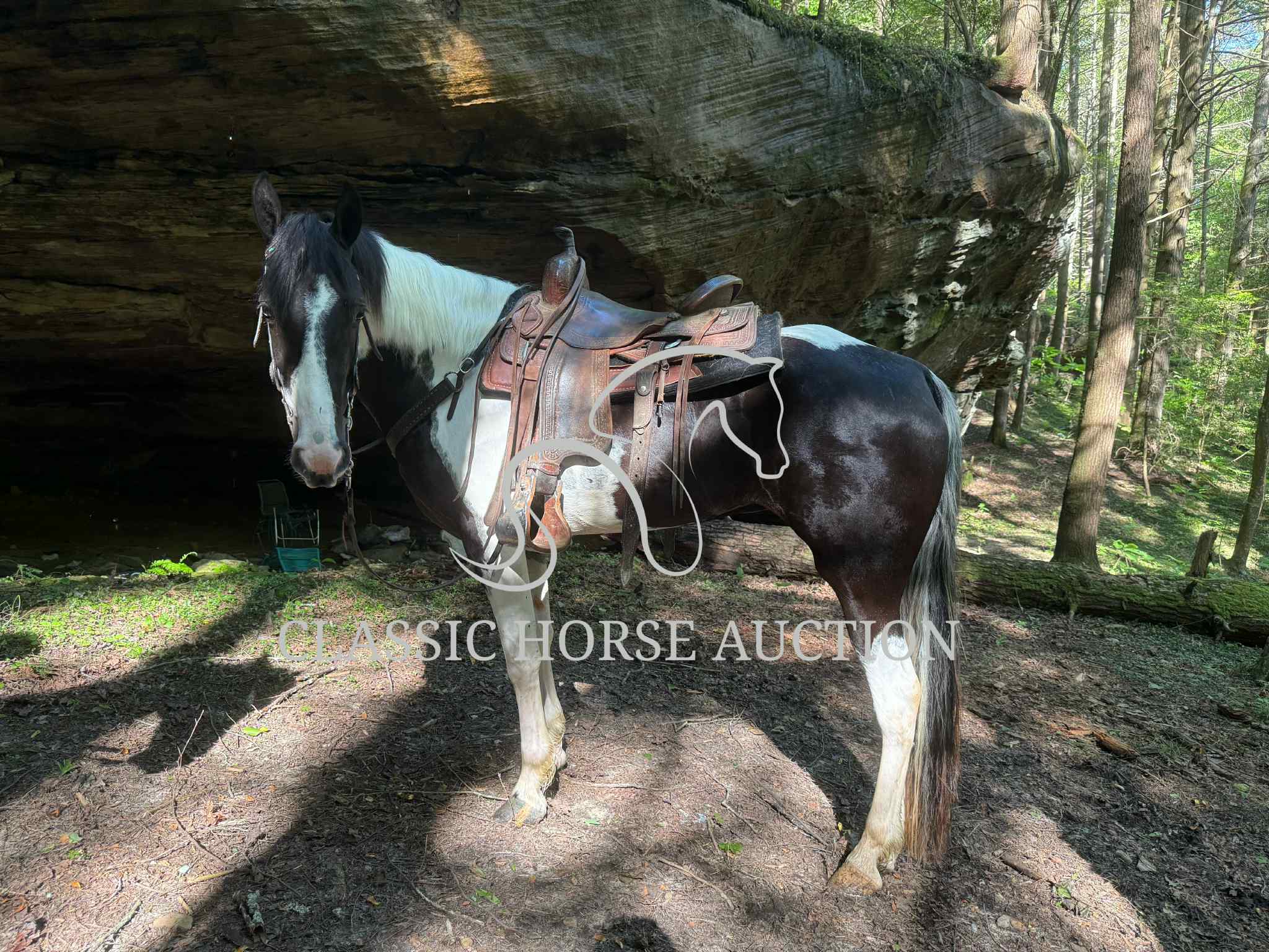 A LITTLE COWGIRLS DREAM - Image 14