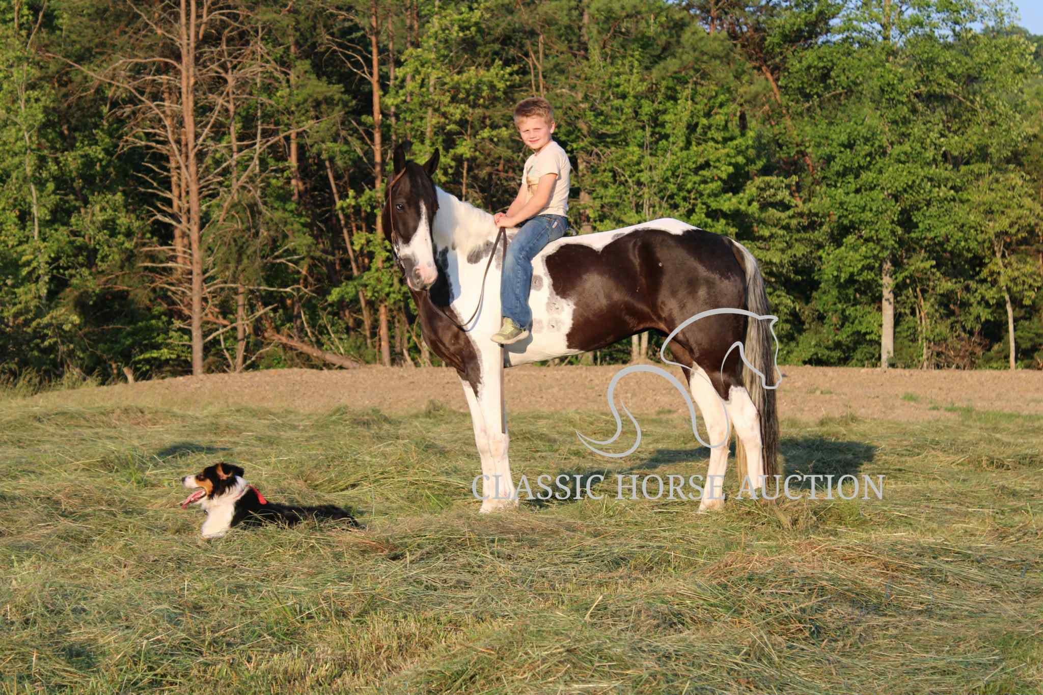 A LITTLE COWGIRLS DREAM - Image 2