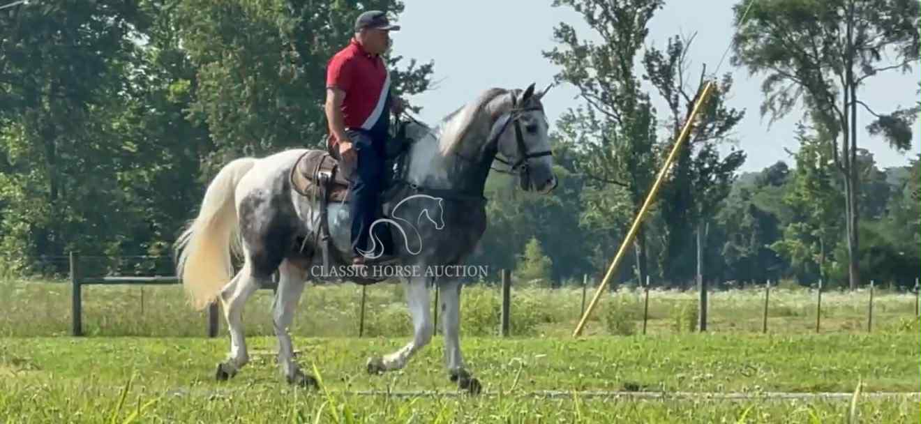 SILVER'S OUTLAW ACE - Image 7