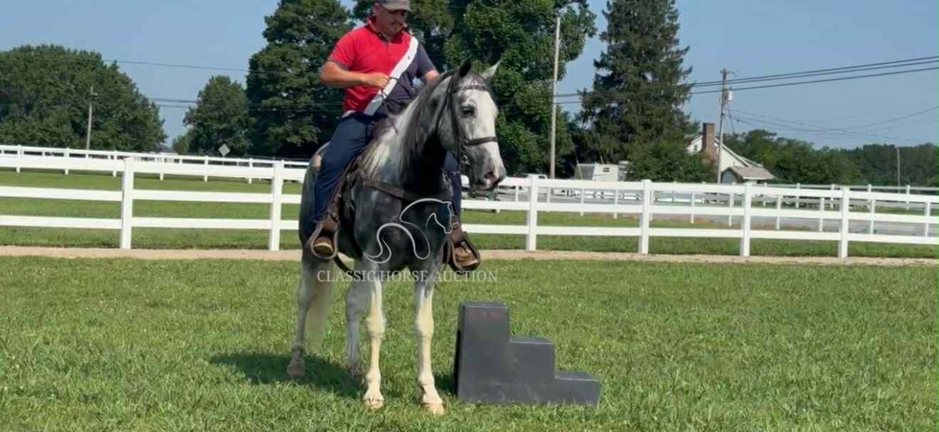 SILVER'S OUTLAW ACE - Image 8