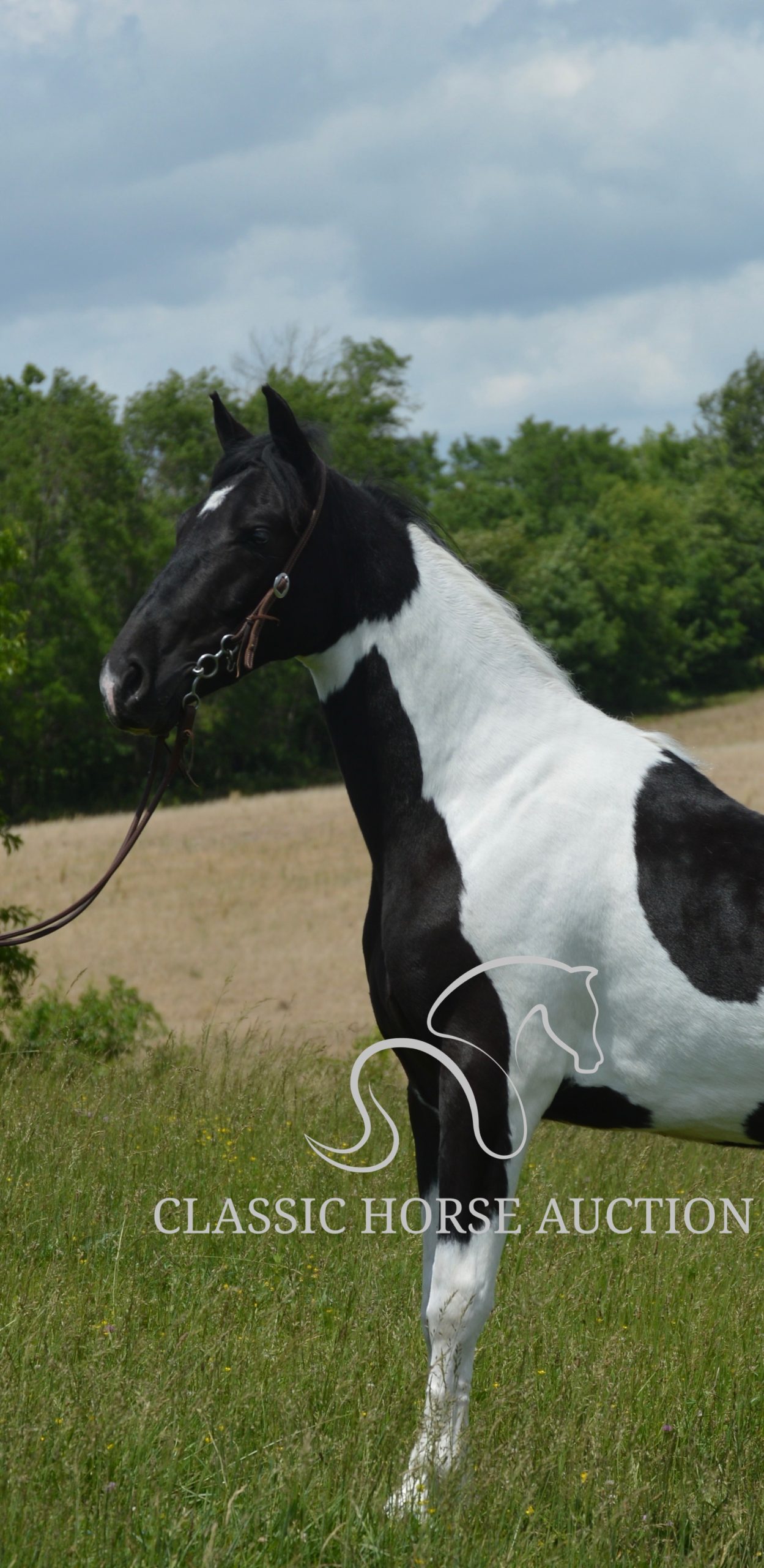 PAINT’S COMANCHE - Image 5