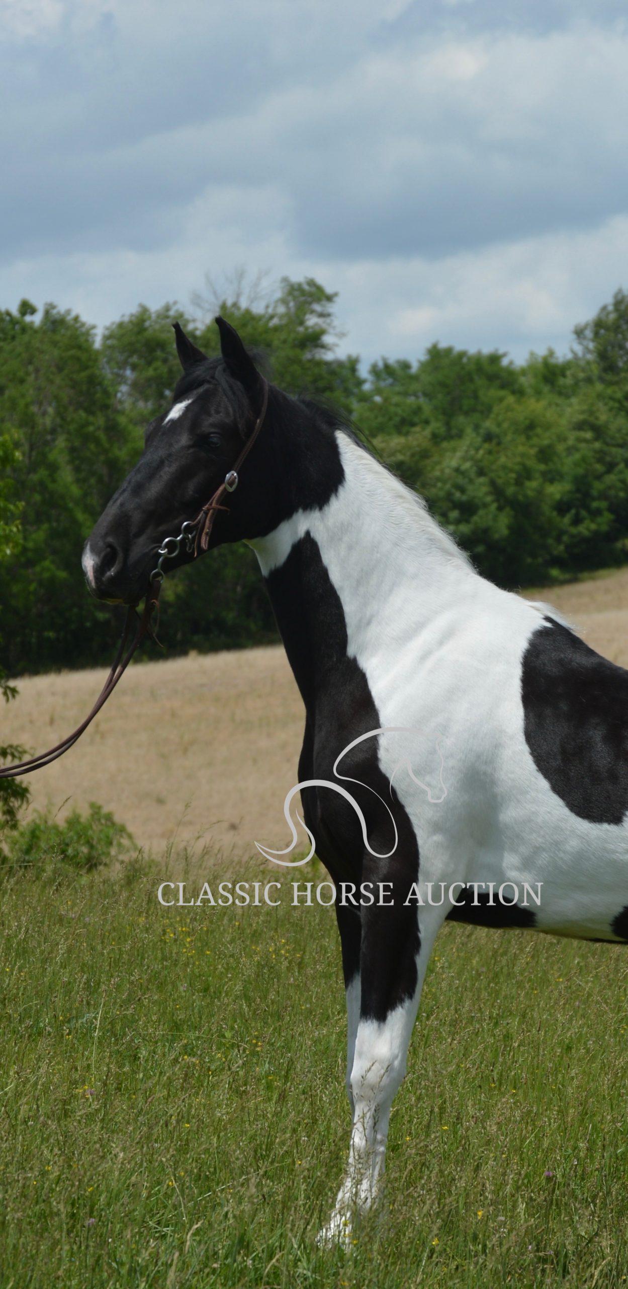 PAINT’S COMANCHE - Image 3
