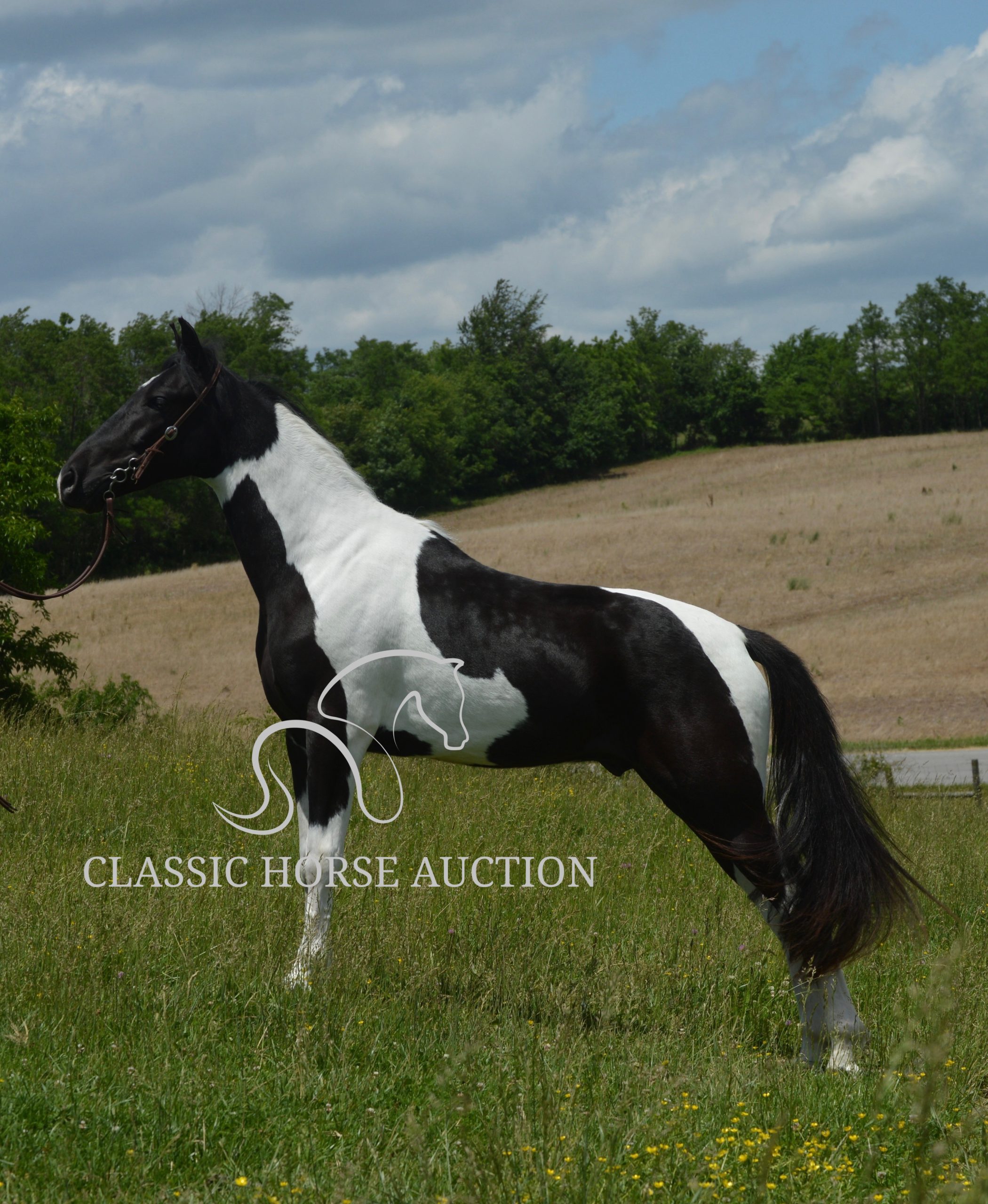 PAINT’S COMANCHE - Image 6