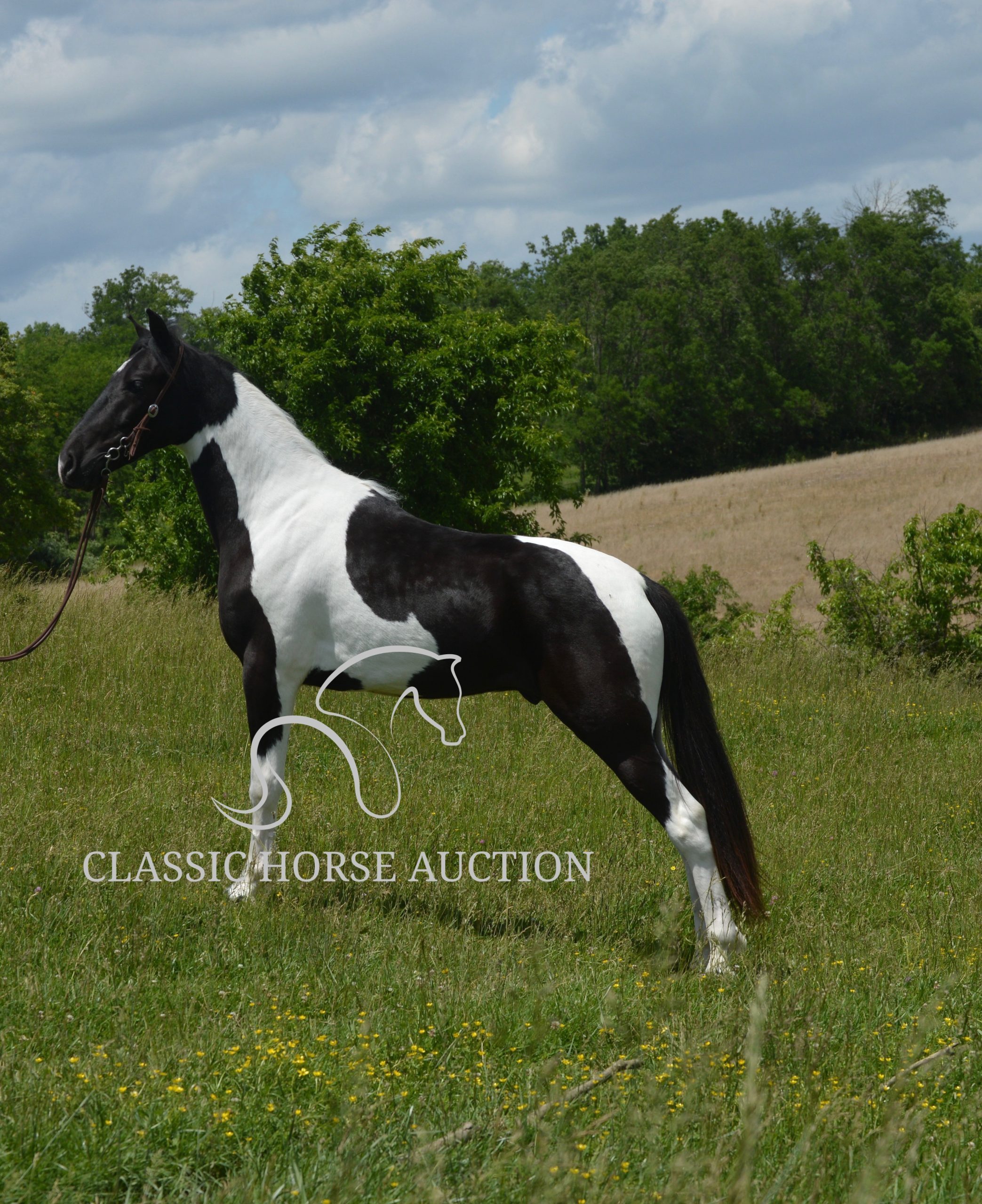 PAINT’S COMANCHE - Image 4