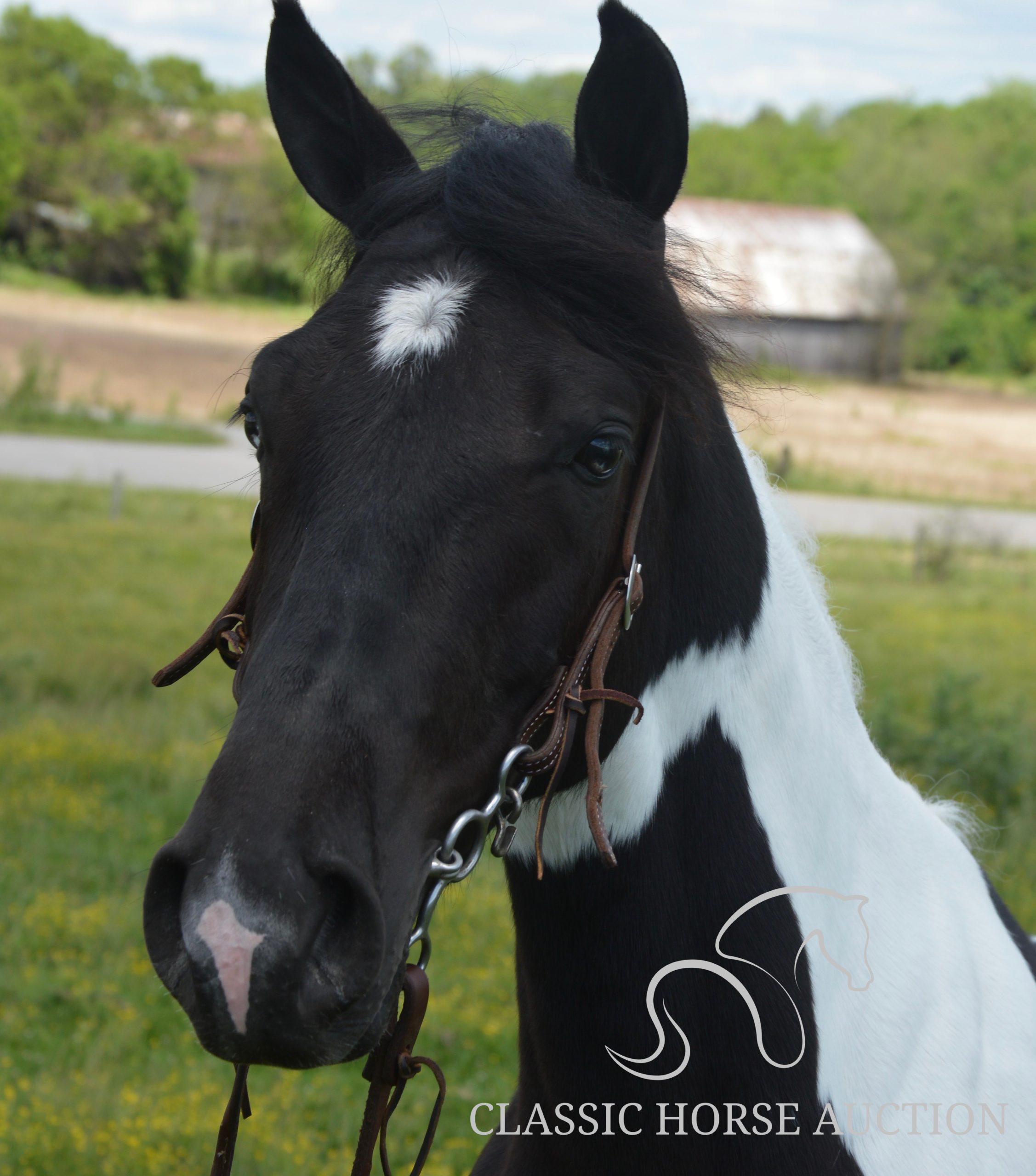 PAINT’S COMANCHE - Image 8