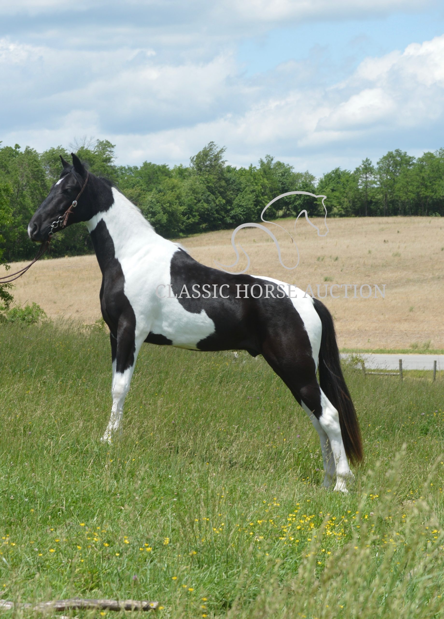 PAINT’S COMANCHE - Image 10