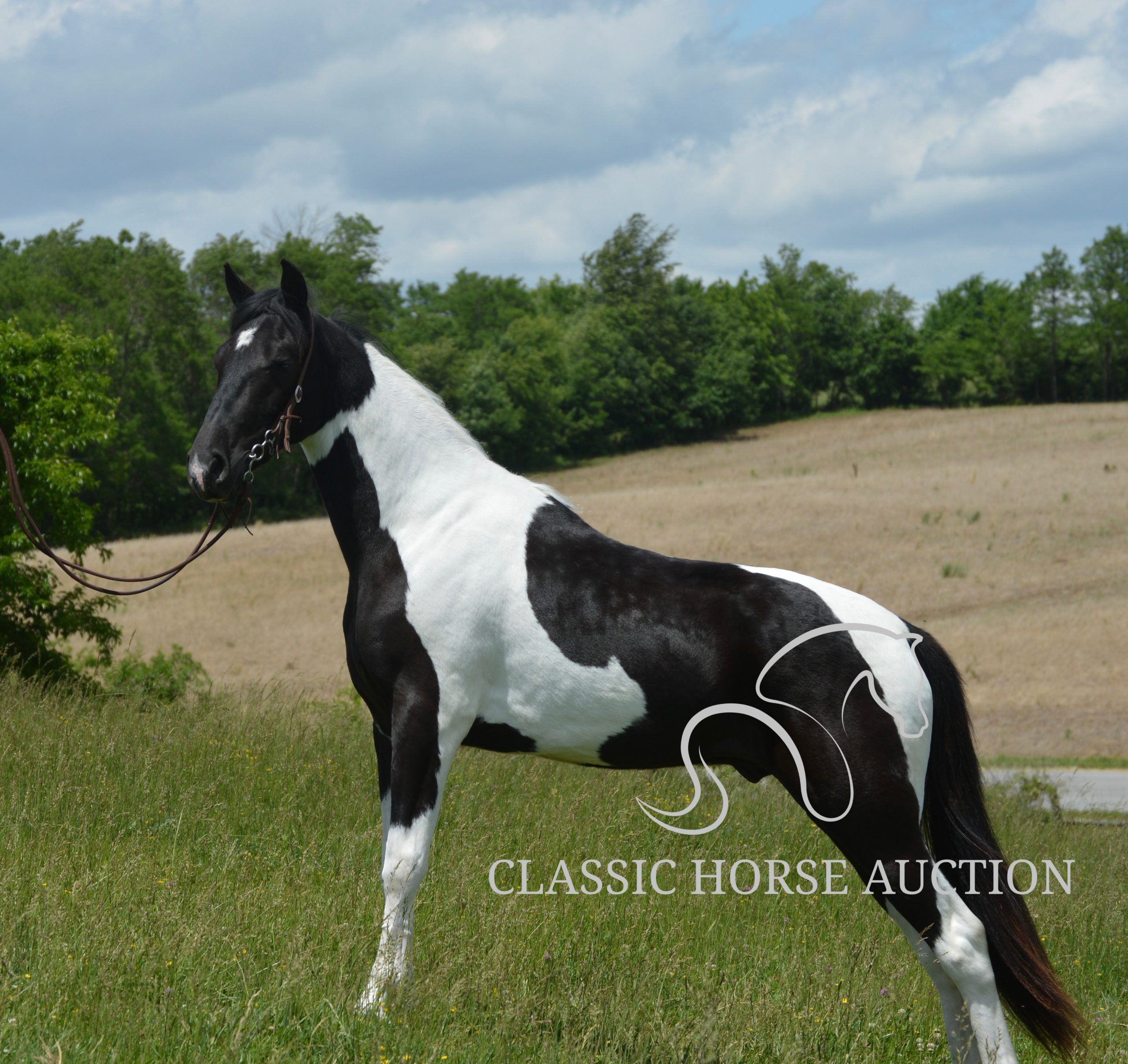 PAINT’S COMANCHE - Image 9