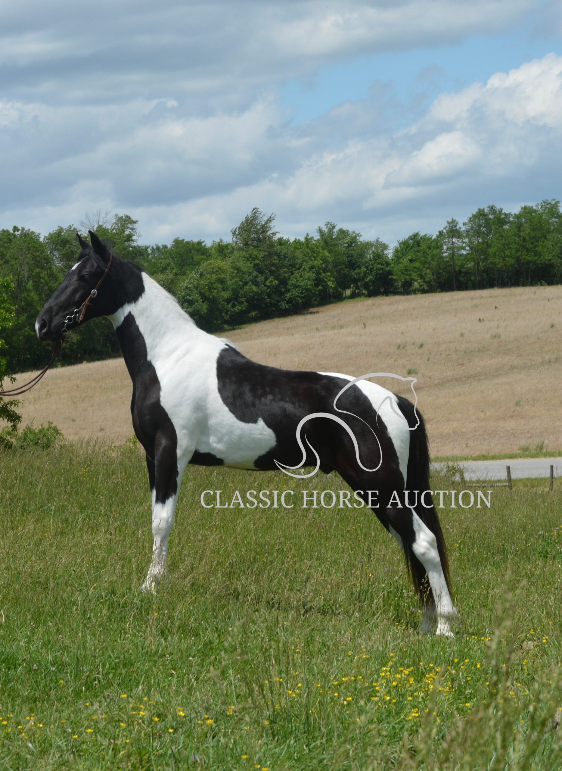 PAINT’S COMANCHE - Image 16