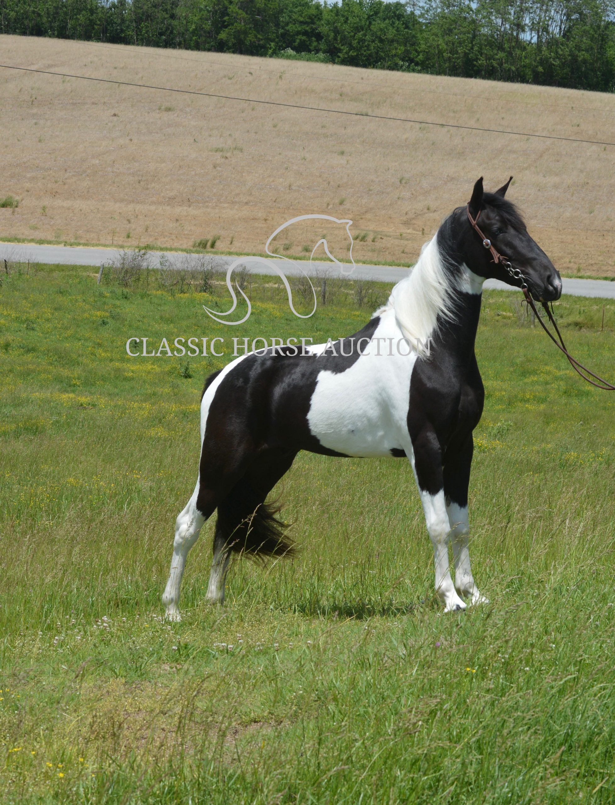 PAINT’S COMANCHE - Image 19