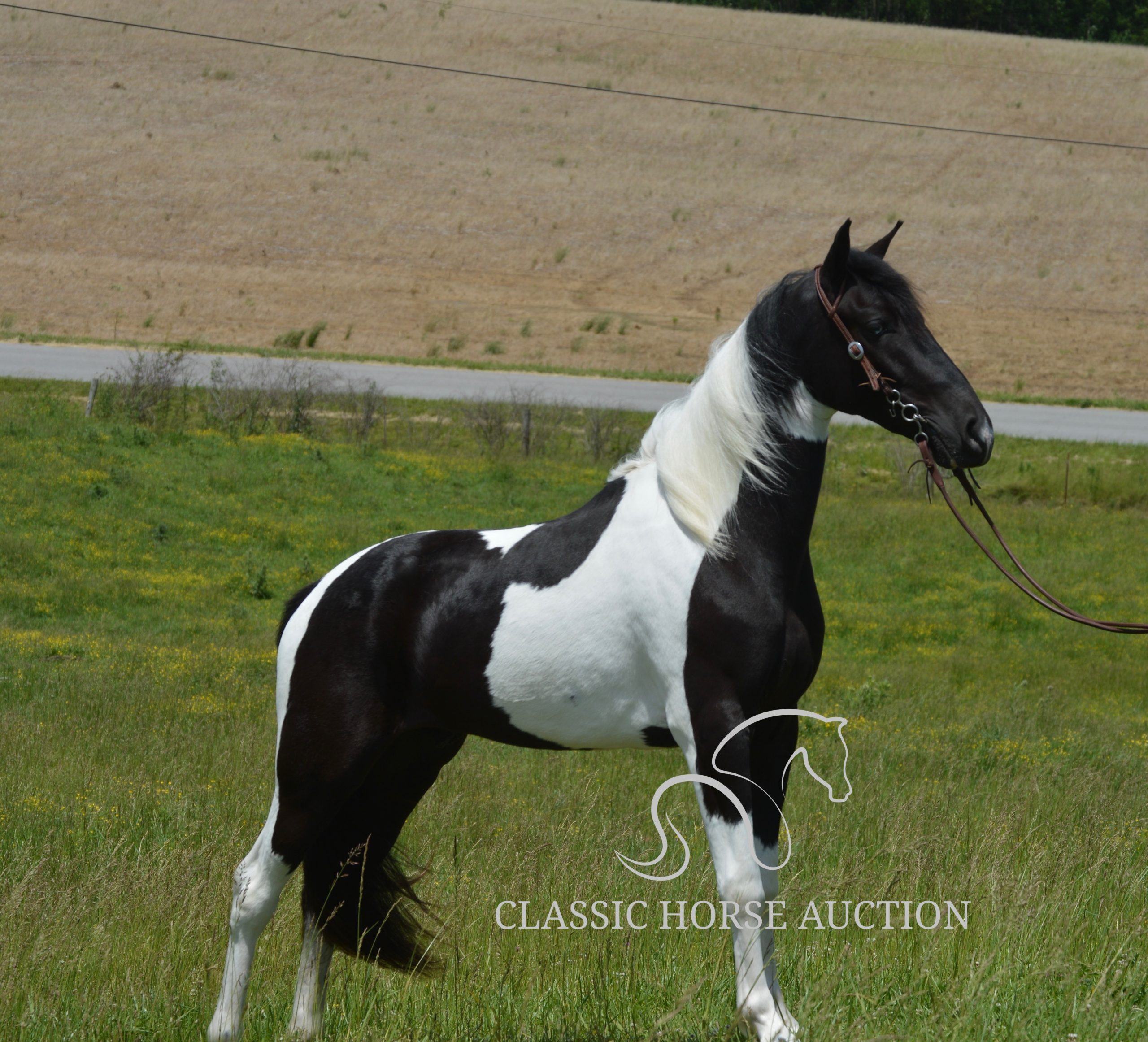 PAINT’S COMANCHE - Image 20