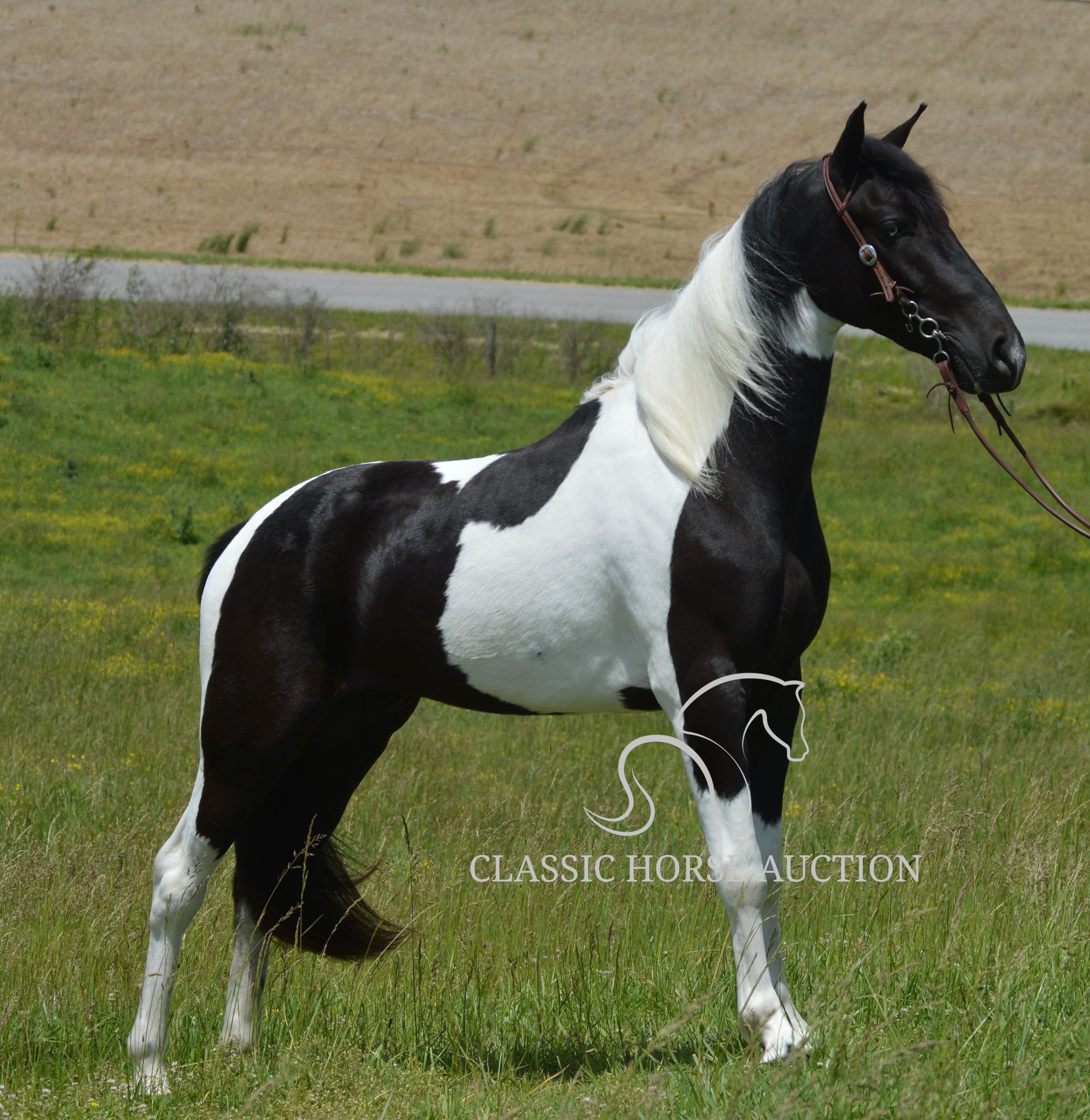 PAINT’S COMANCHE - Image 21