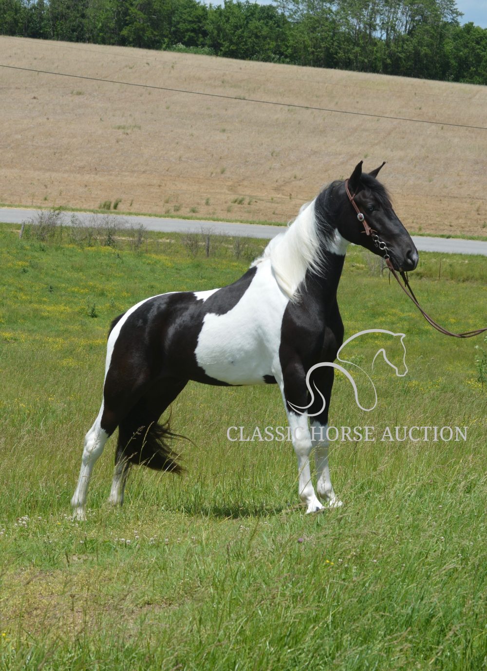 PAINTβS COMANCHE
