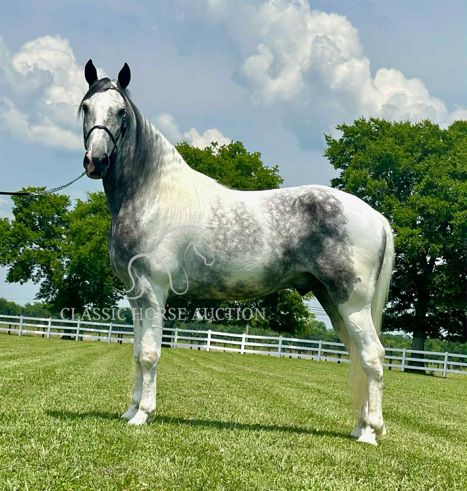 SILVER'S OUTLAW ACE - Image 12