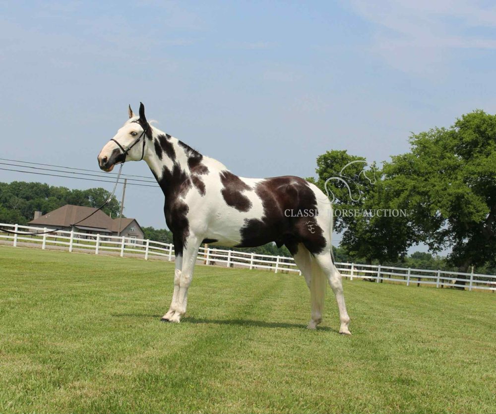 CARTER'S COTTON EYE JOE  "JOE"