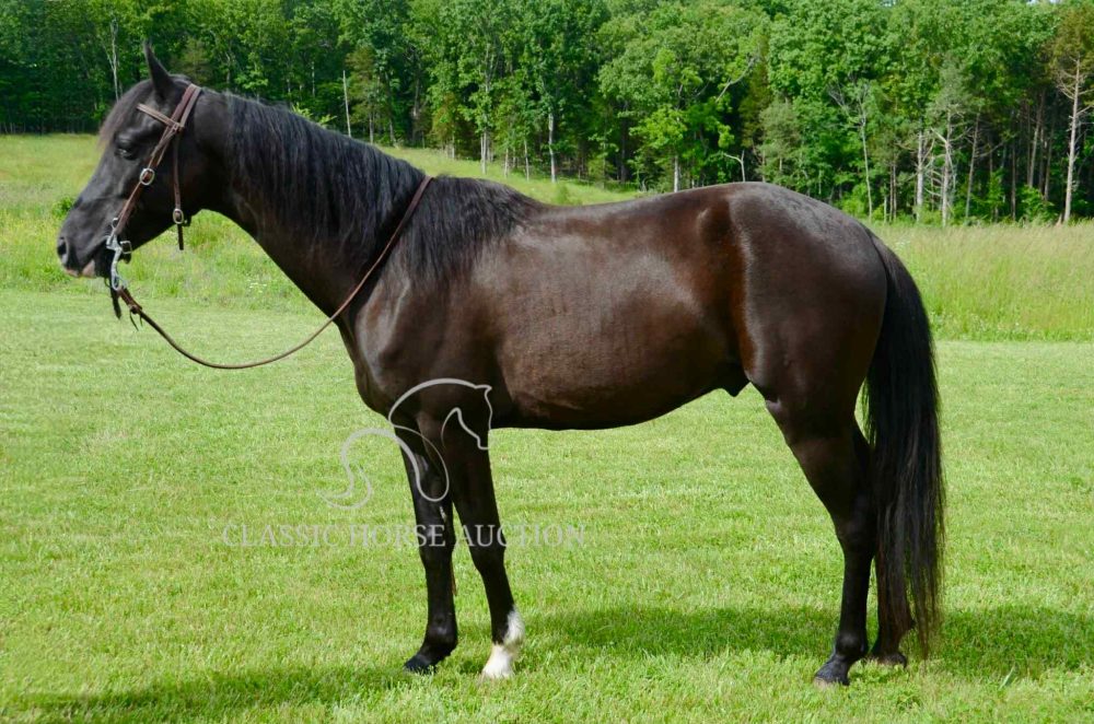 ARMED APPY "JAX"