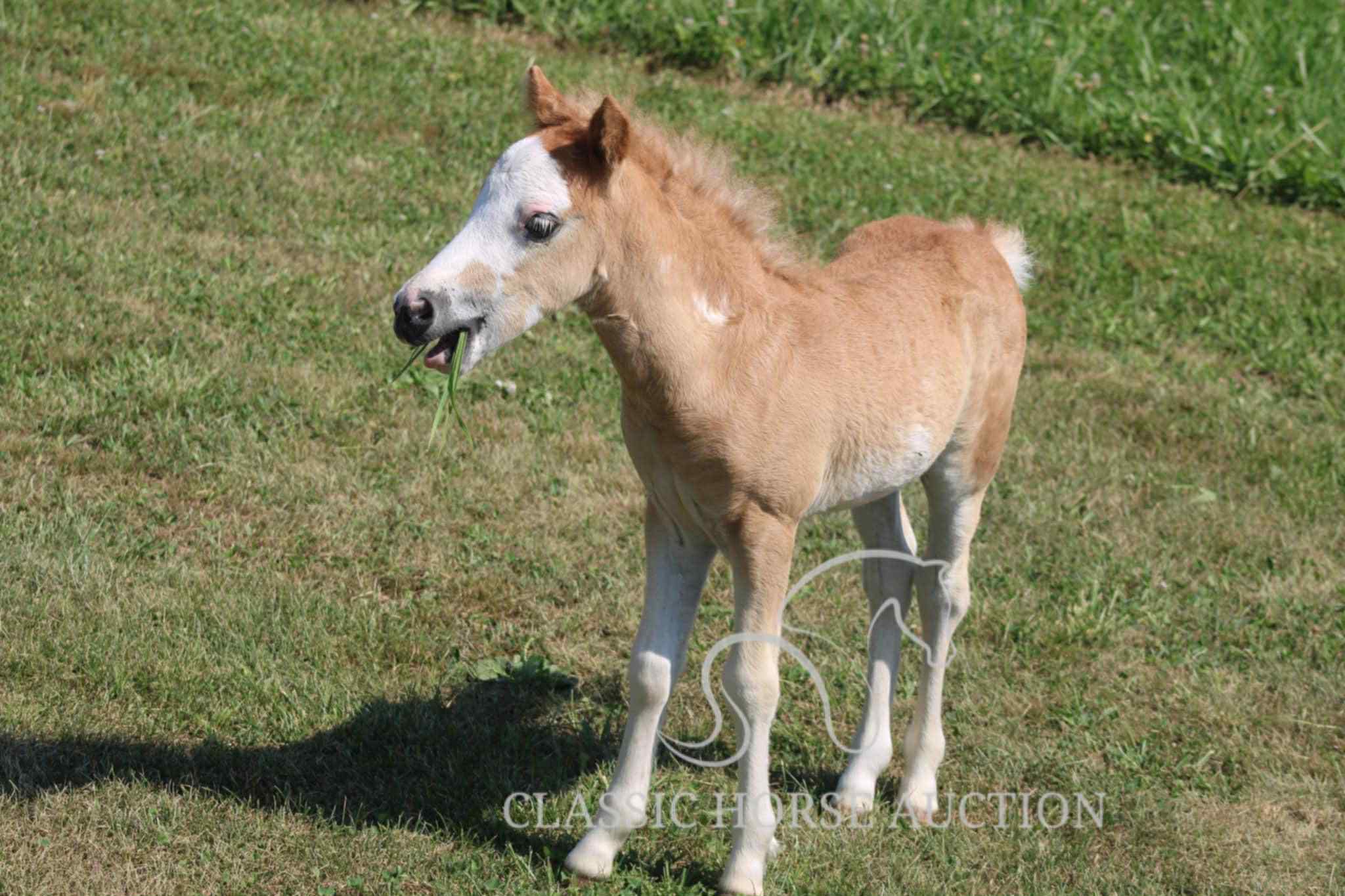 STRAWBERRY & CURLY - Image 2