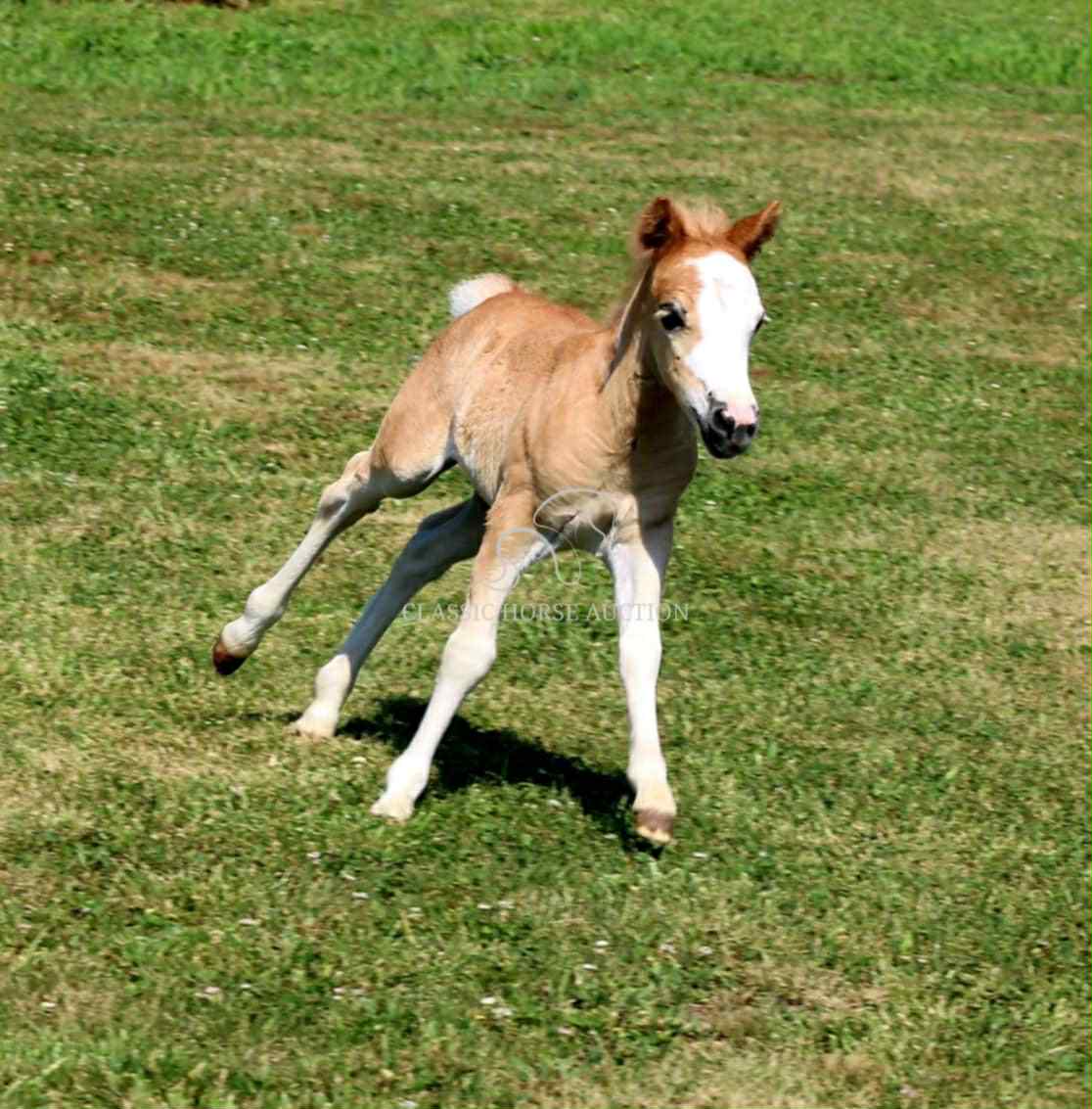 STRAWBERRY & CURLY - Image 29