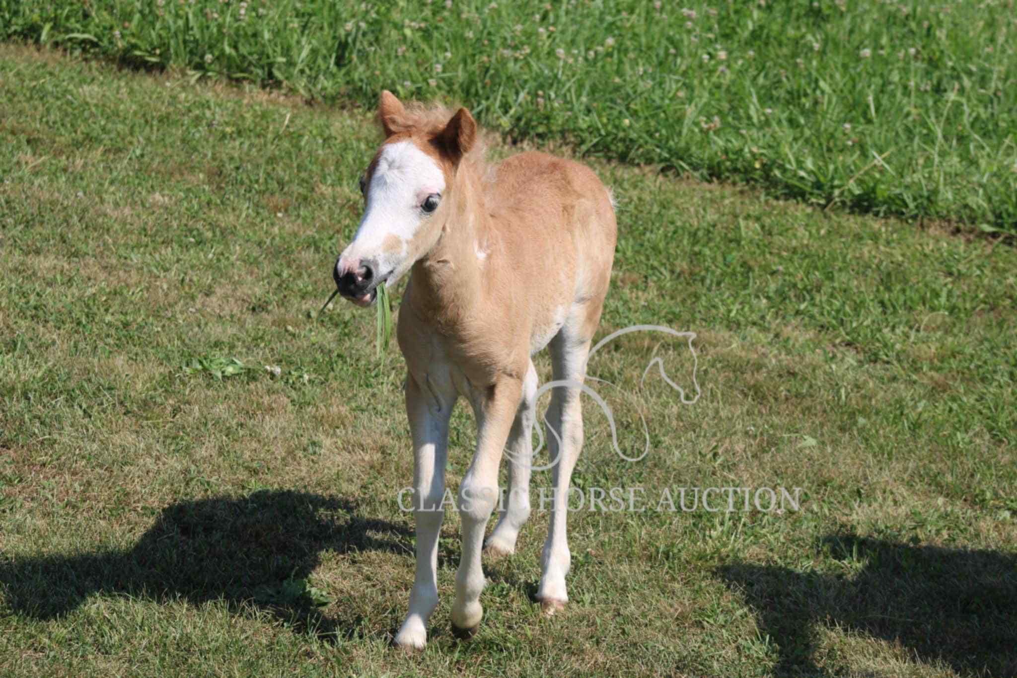 STRAWBERRY & CURLY - Image 14