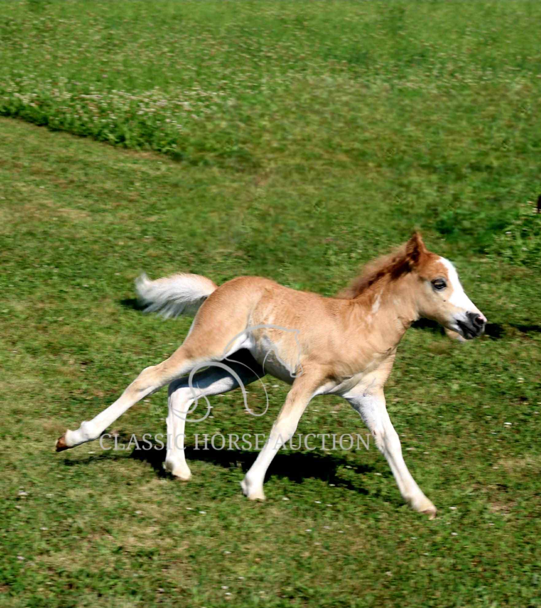 STRAWBERRY & CURLY - Image 5