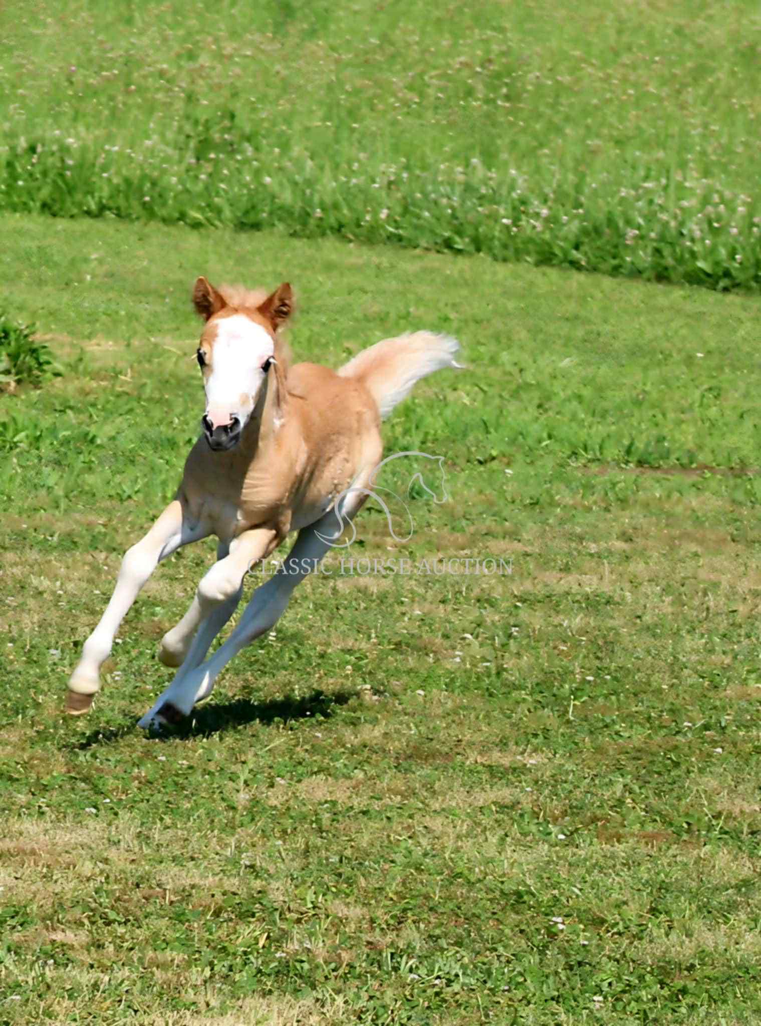 STRAWBERRY & CURLY - Image 30