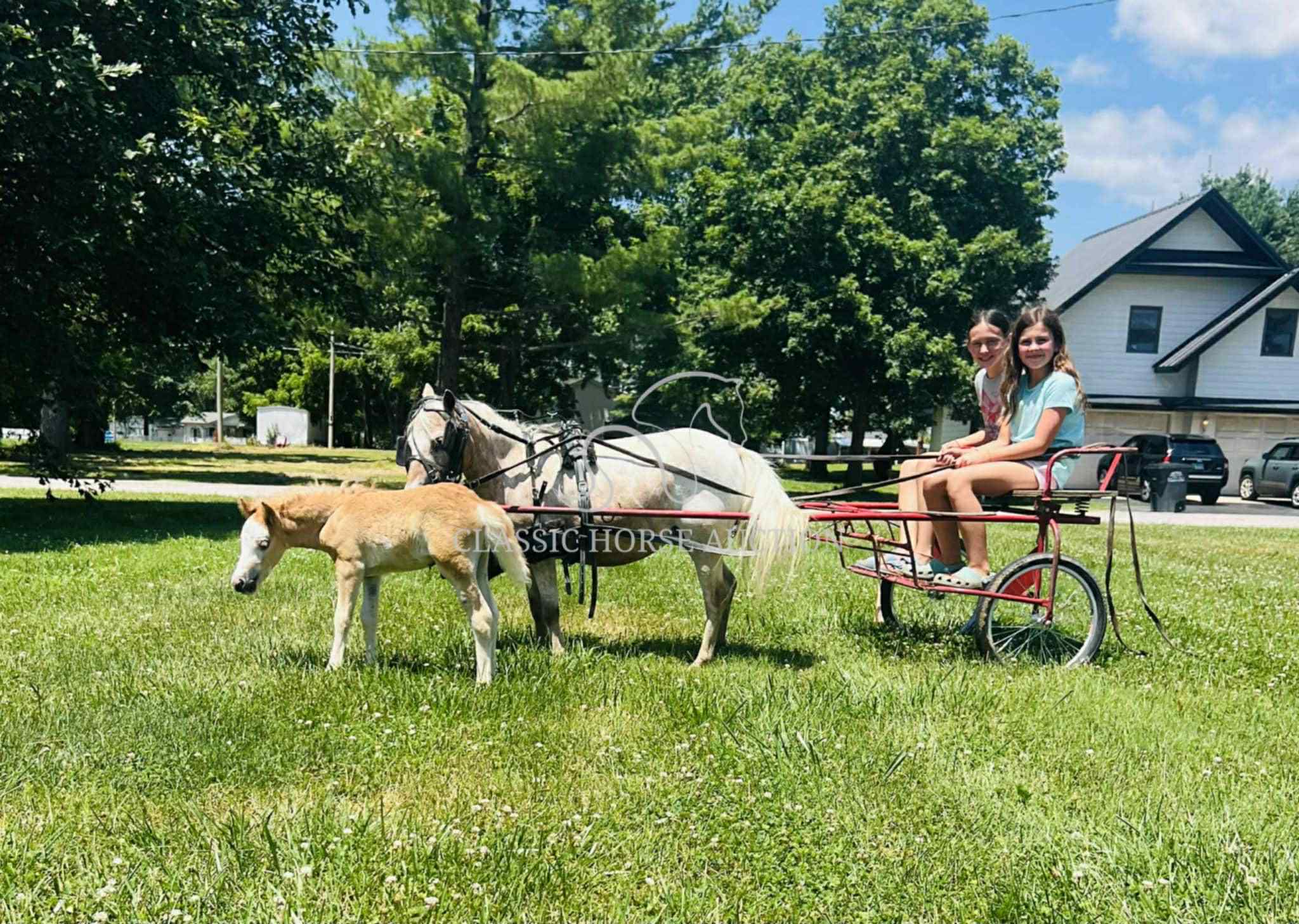 STRAWBERRY & CURLY - Image 31