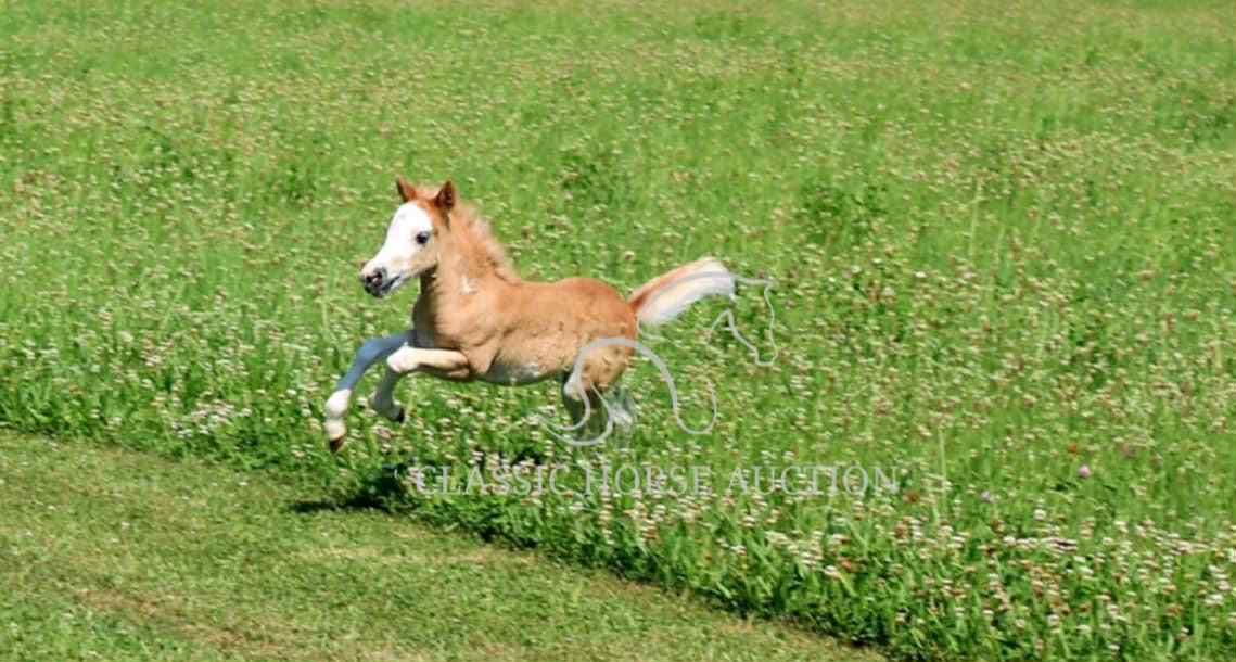 STRAWBERRY & CURLY - Image 34