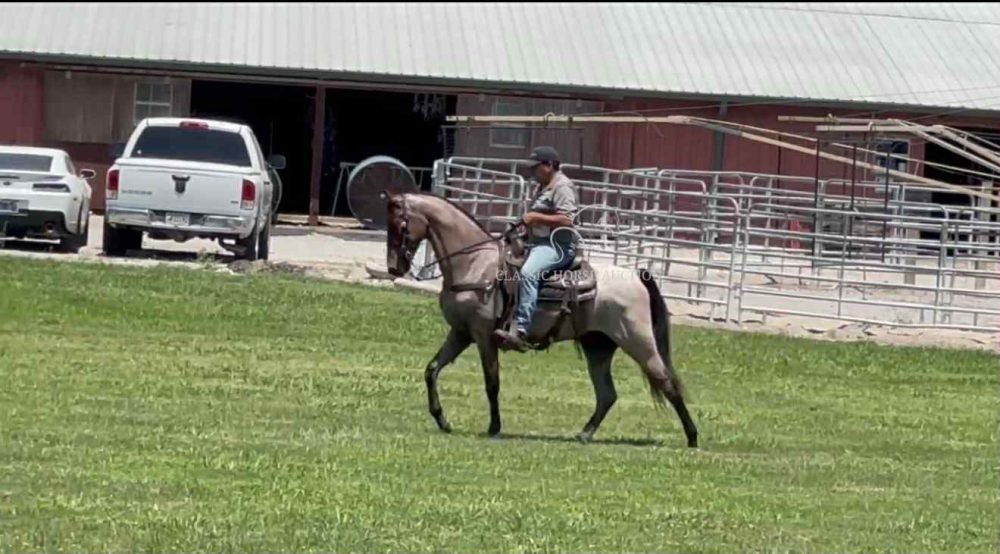 COLTER - Image 6