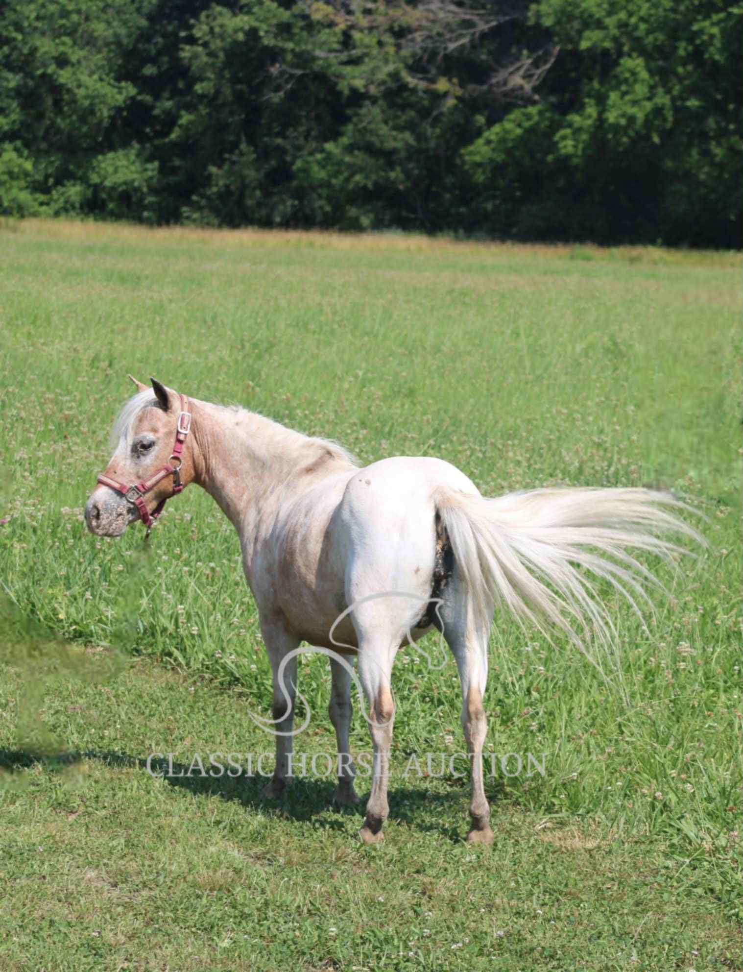 STRAWBERRY & CURLY - Image 6