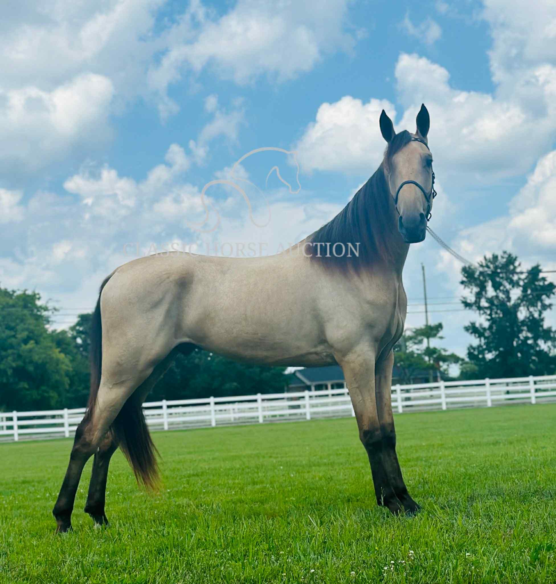 ACC'S BUCK WILD "RANGER" - Image 3