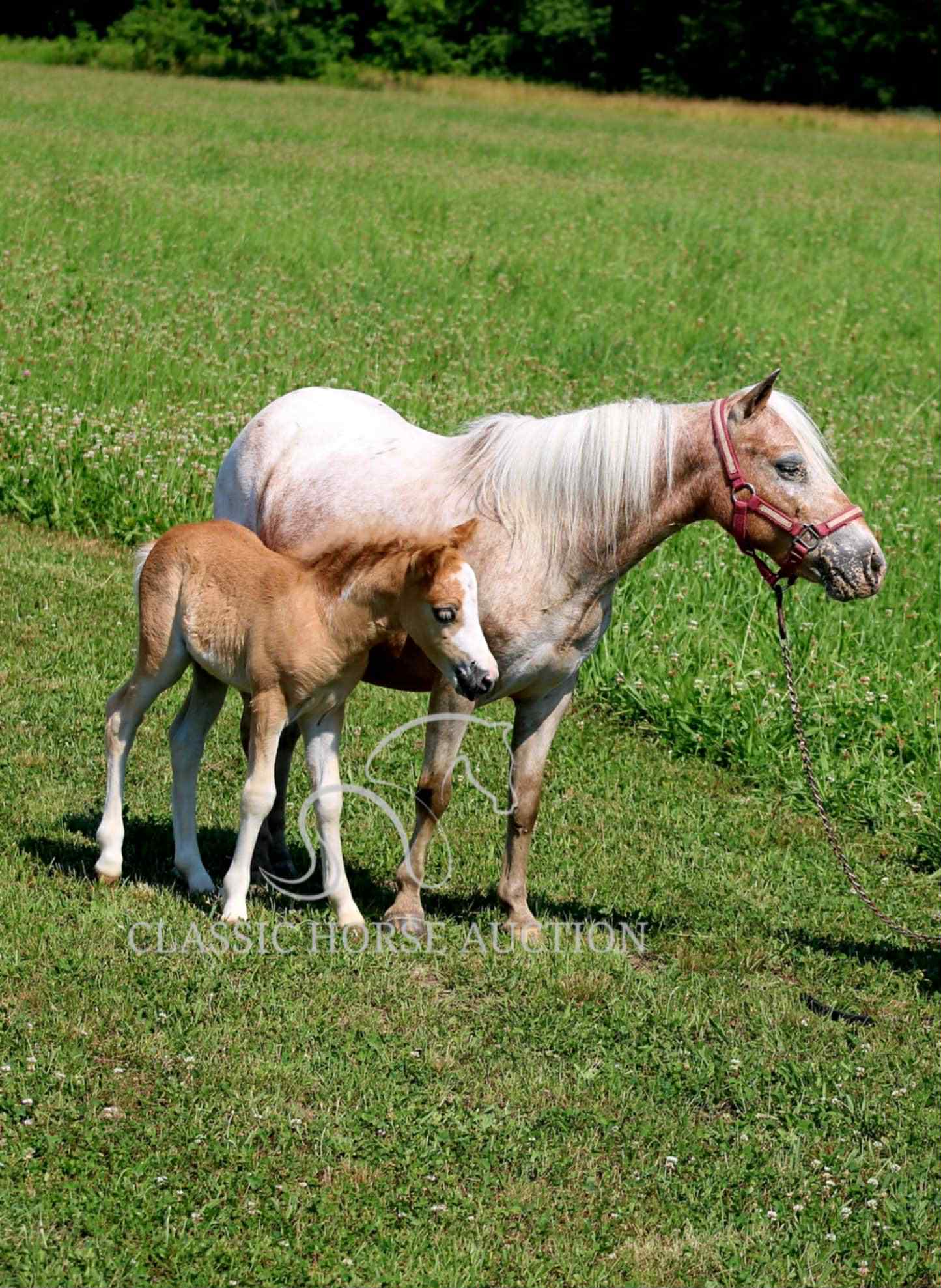 STRAWBERRY & CURLY - Image 7