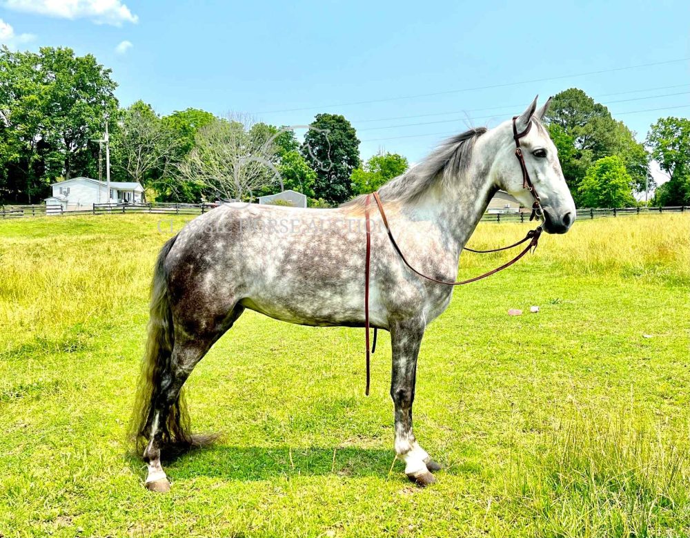 SEVENTH SPANISH ANGEL