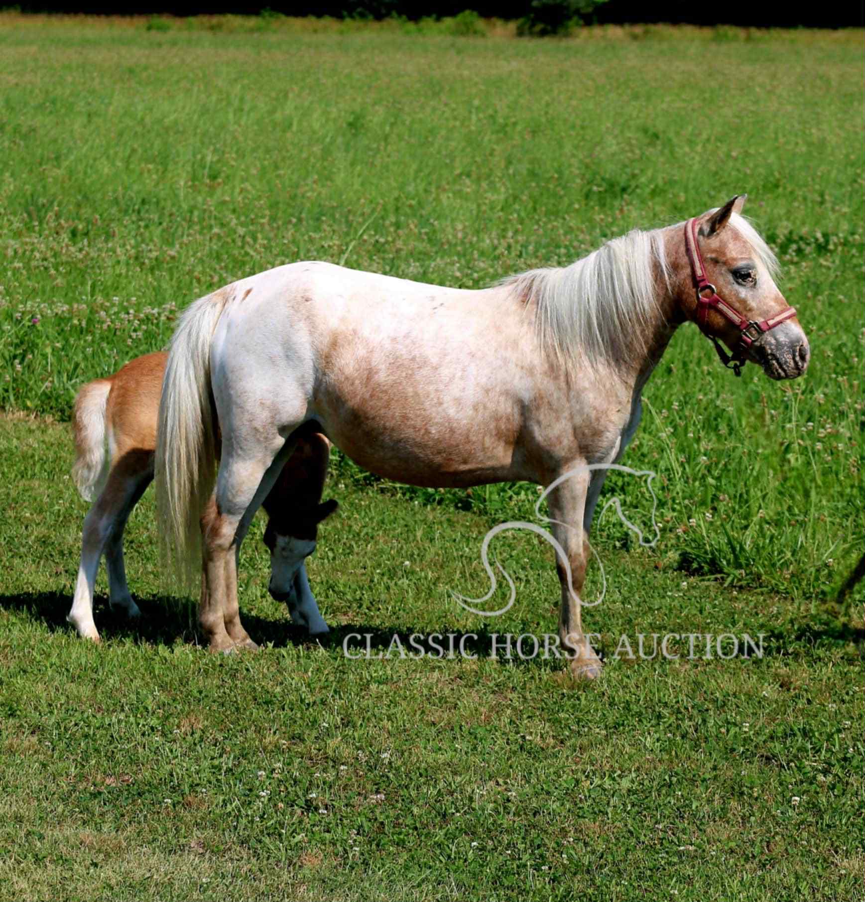 STRAWBERRY & CURLY - Image 8