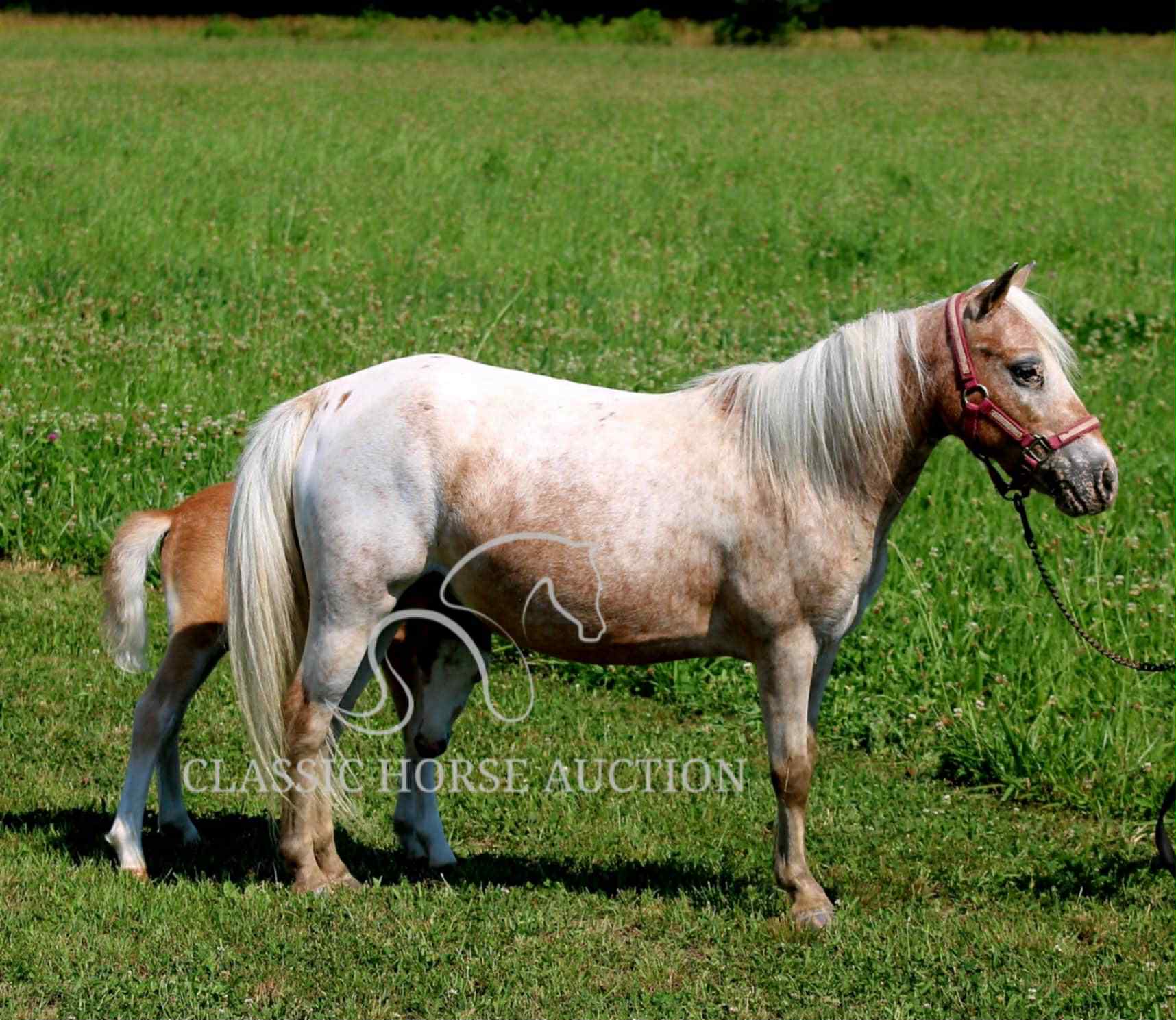 STRAWBERRY & CURLY - Image 13