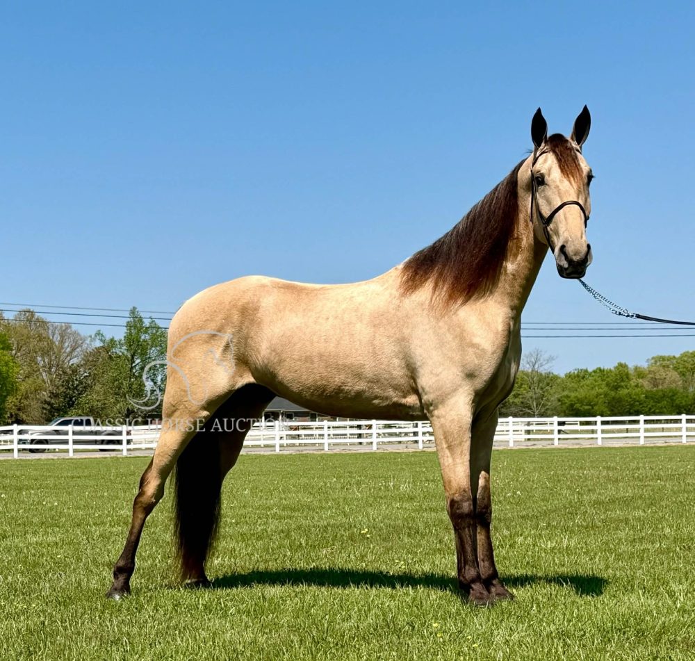 ACC'S BUCK WILD "RANGER"