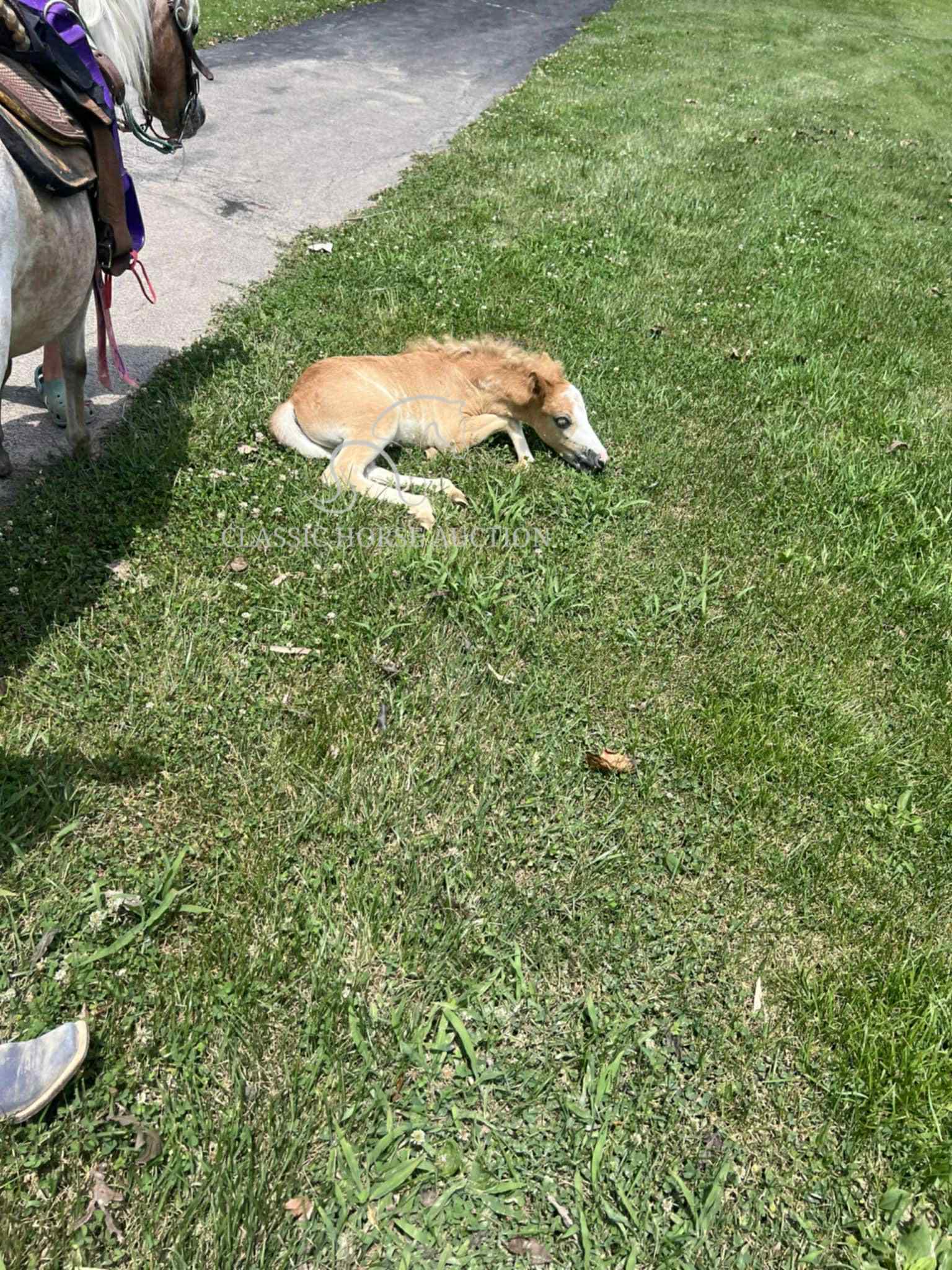 STRAWBERRY & CURLY - Image 35