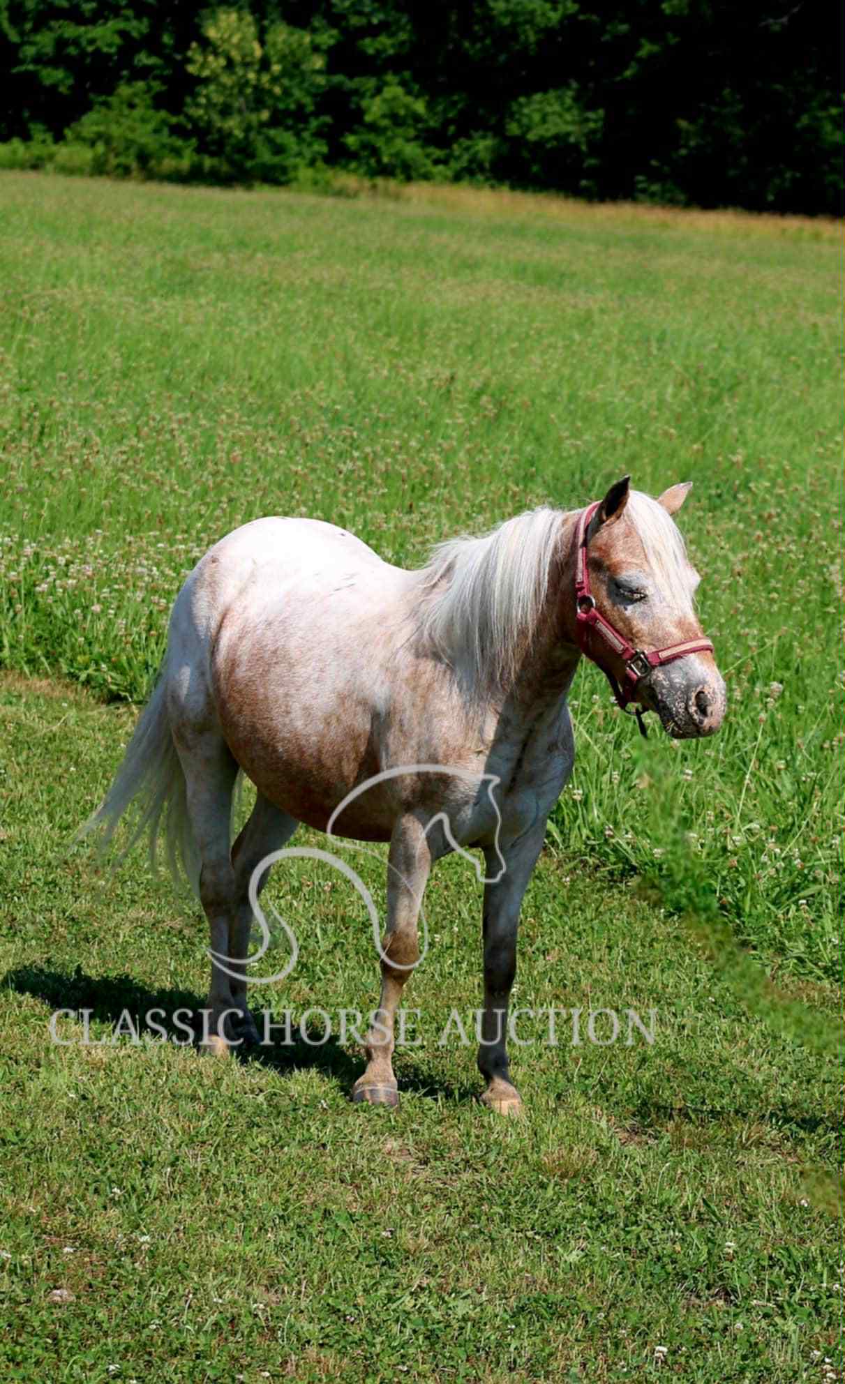 STRAWBERRY & CURLY - Image 4