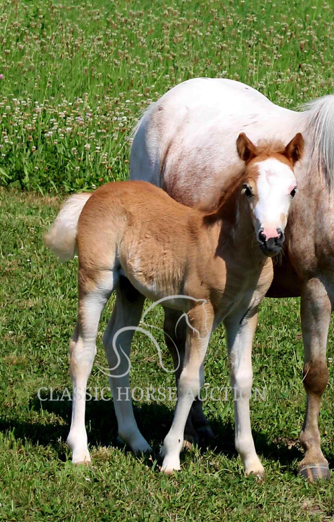 STRAWBERRY & CURLY - Image 11