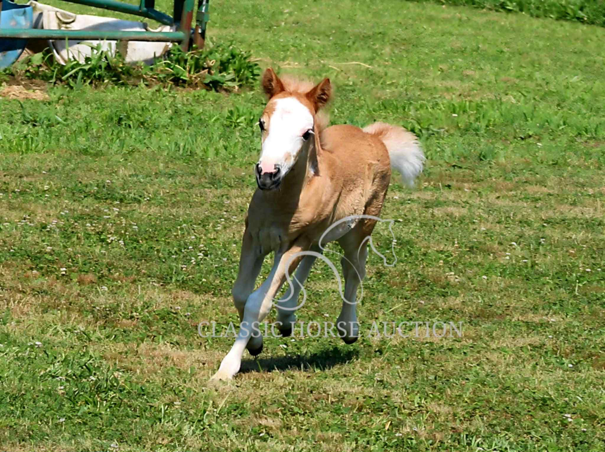 STRAWBERRY & CURLY - Image 12