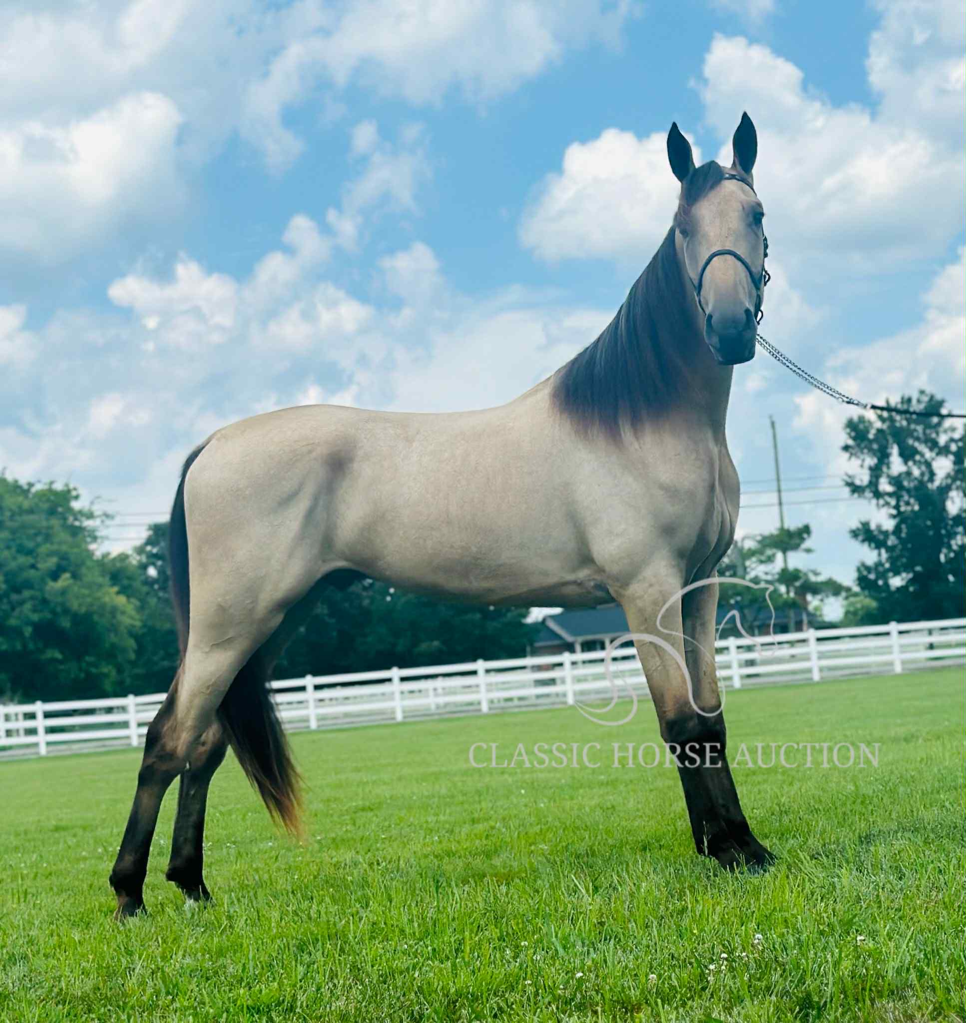 ACC'S BUCK WILD "RANGER" - Image 9