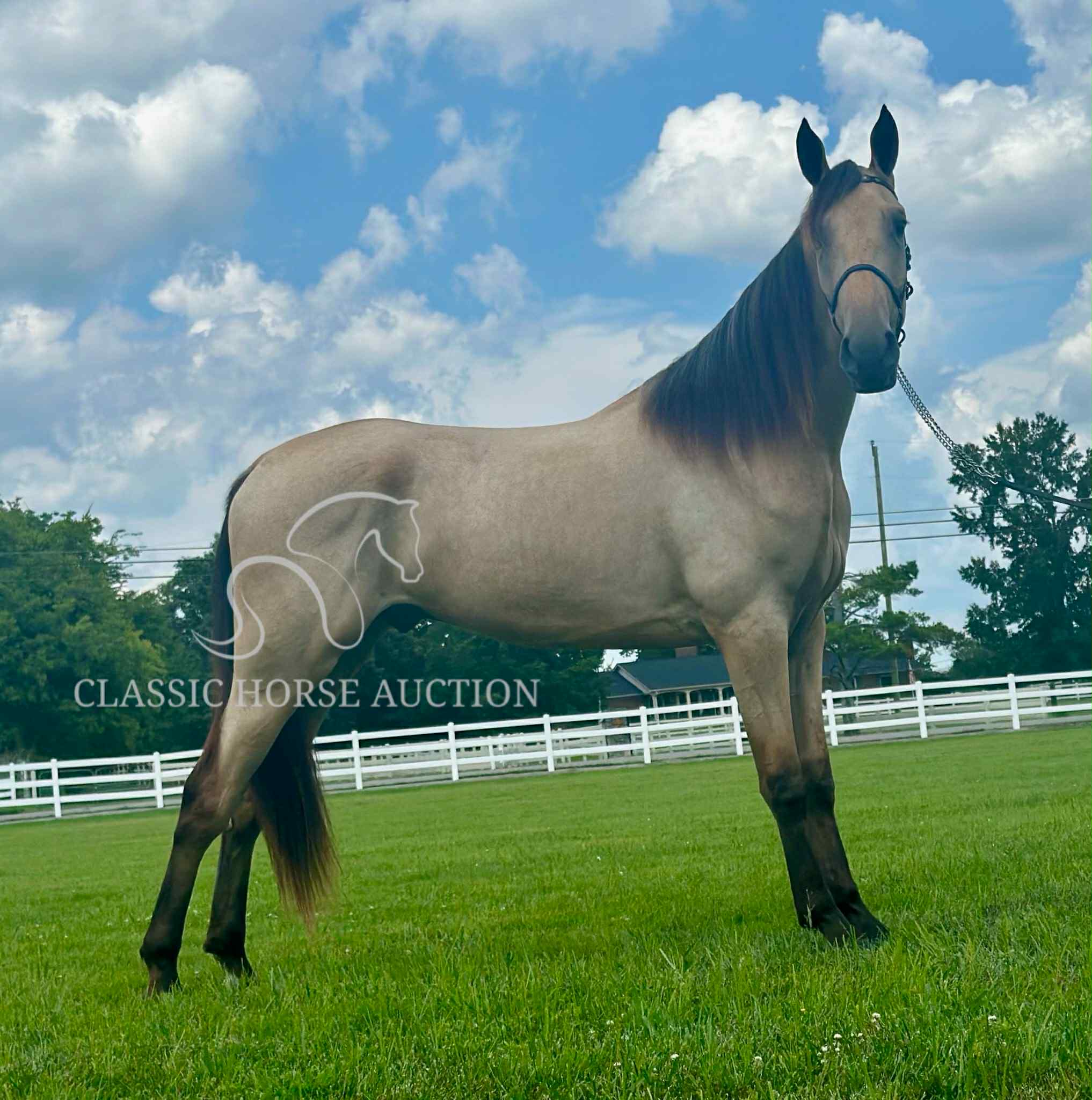 ACC'S BUCK WILD "RANGER" - Image 7