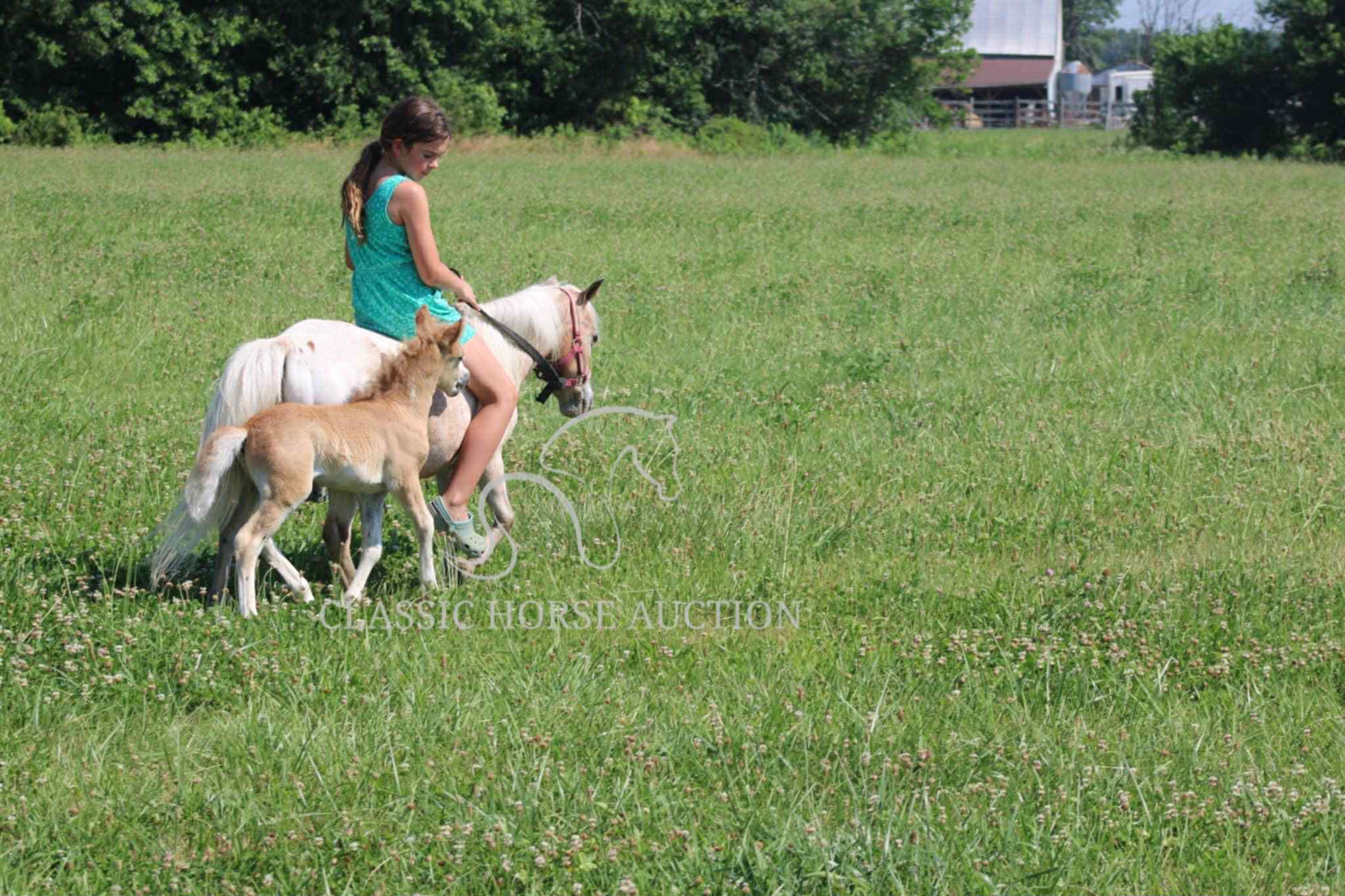 STRAWBERRY & CURLY - Image 16