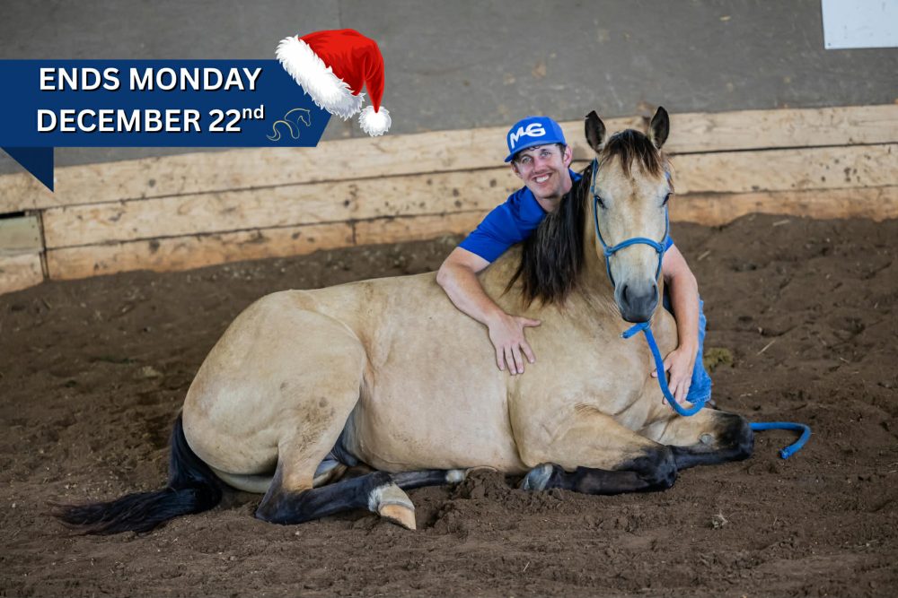 AQHA Buckskin Gelding Mufasa for Sale