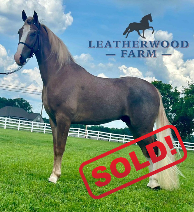 THE GOOD DOCTOR "DOC"