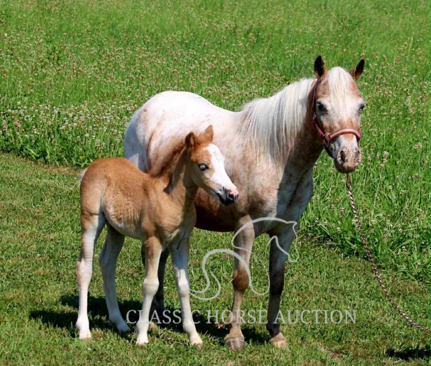 STRAWBERRY & CURLY - Image 17