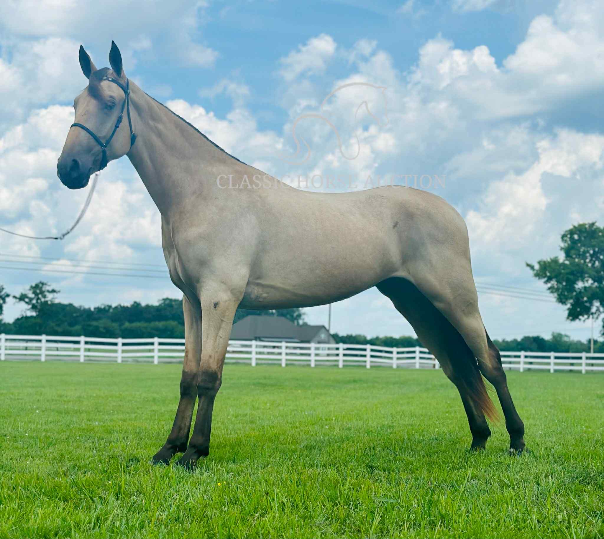 ACC'S BUCK WILD "RANGER" - Image 11